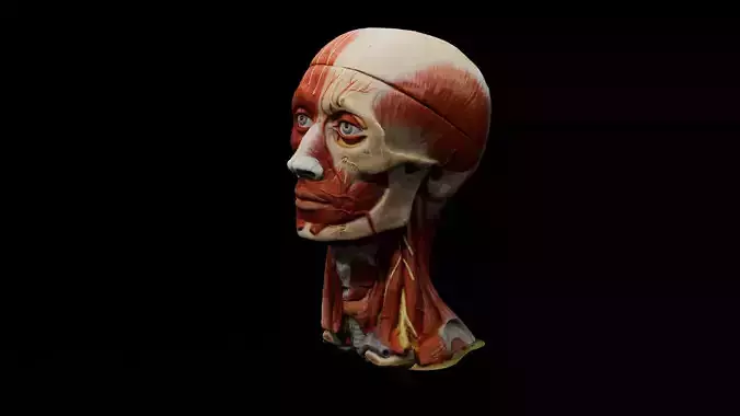 Realistic Highly Detailed Real Face Anatomy 3D Model 