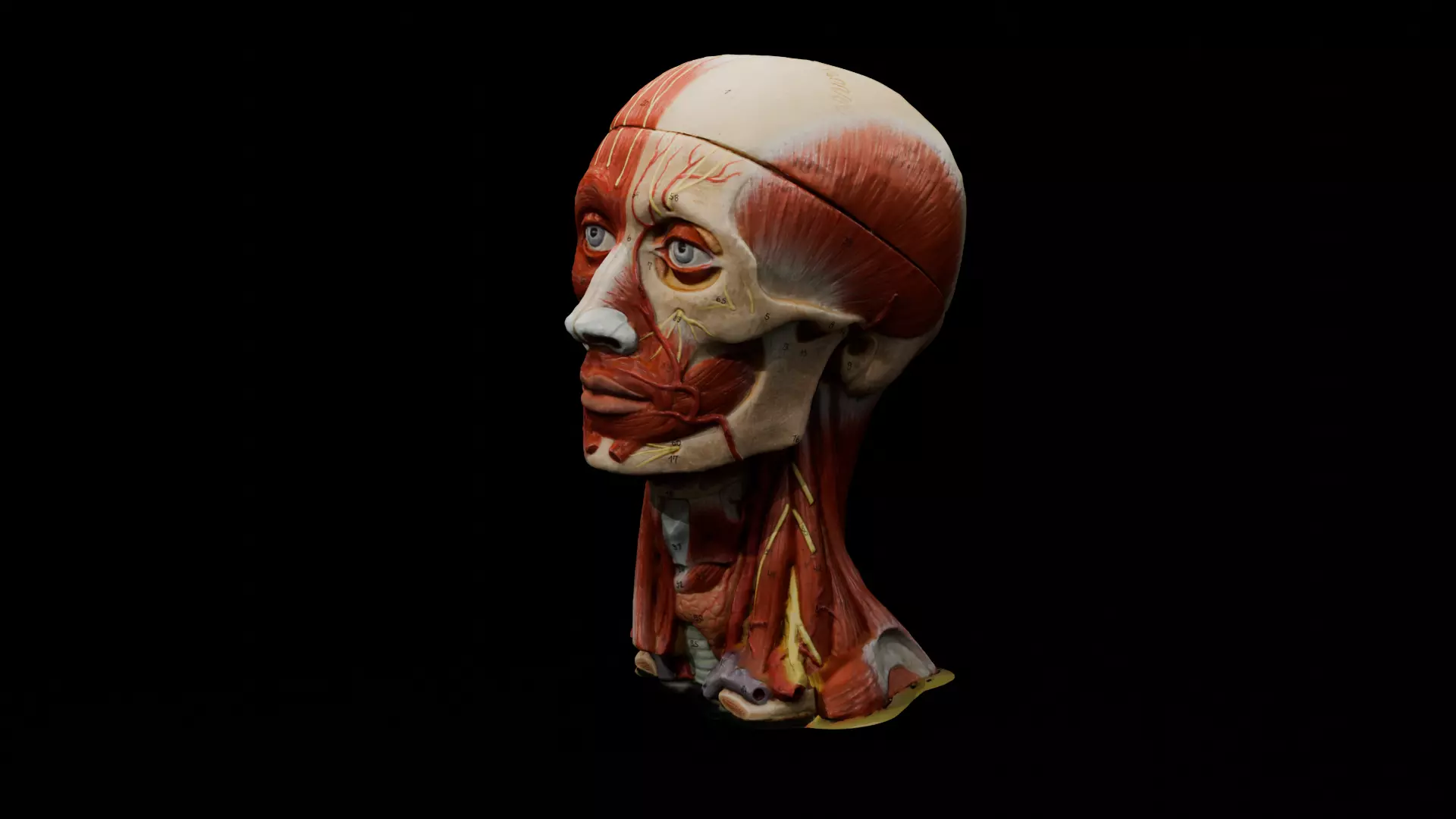 Realistic Highly Detailed Real Face Anatomy 3D Model  3D model_0