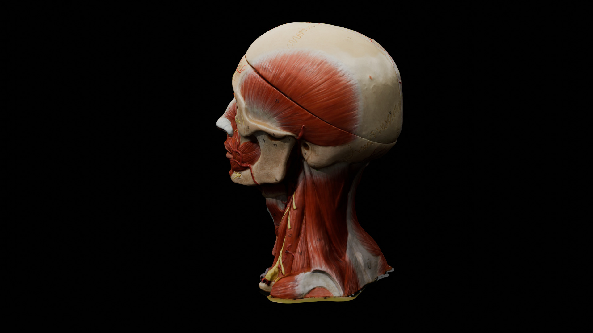 Realistic Highly Detailed Real Face Anatomy 3D Model  3D model_1