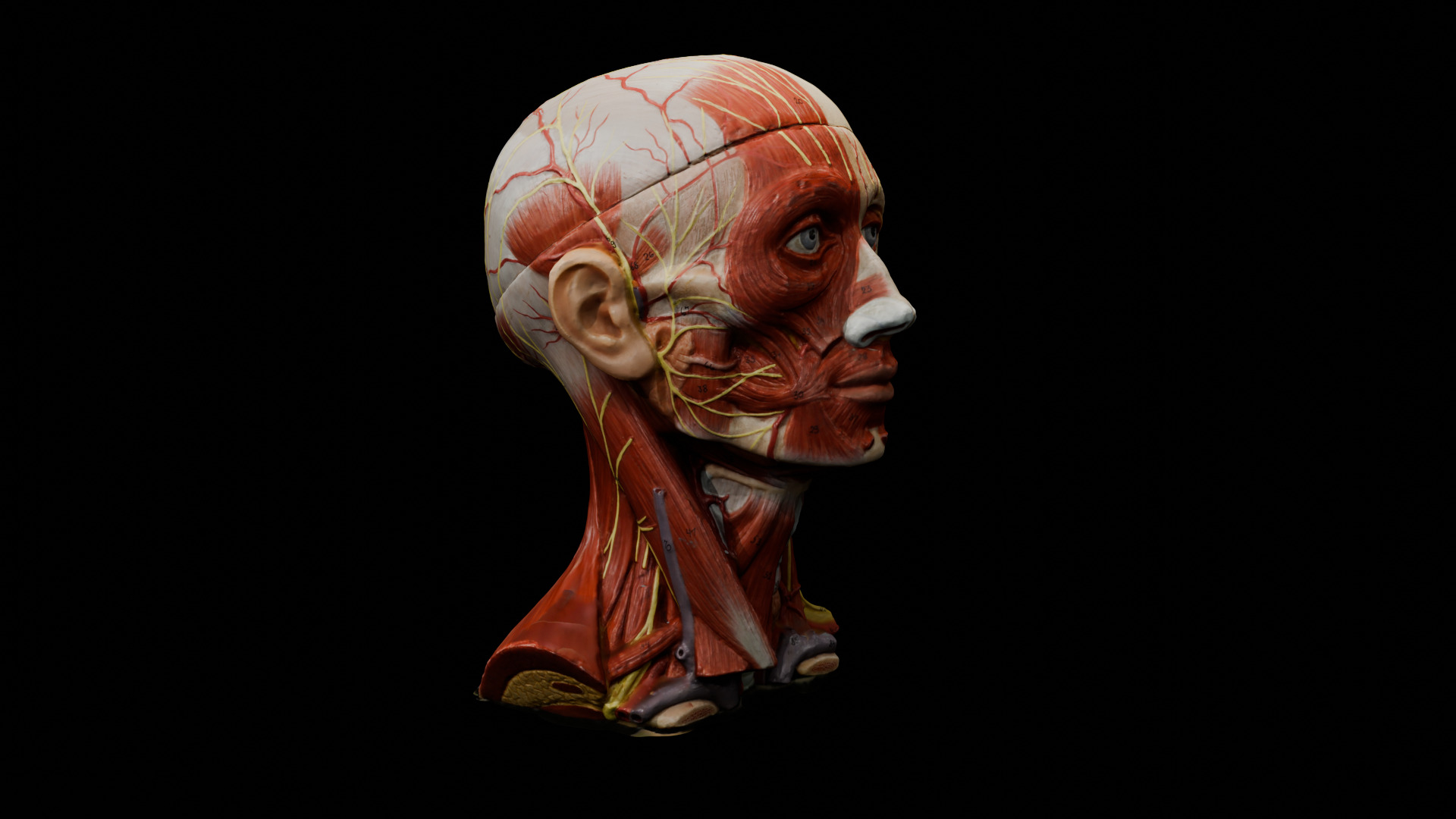 Realistic Highly Detailed Real Face Anatomy 3D Model  3D model_3