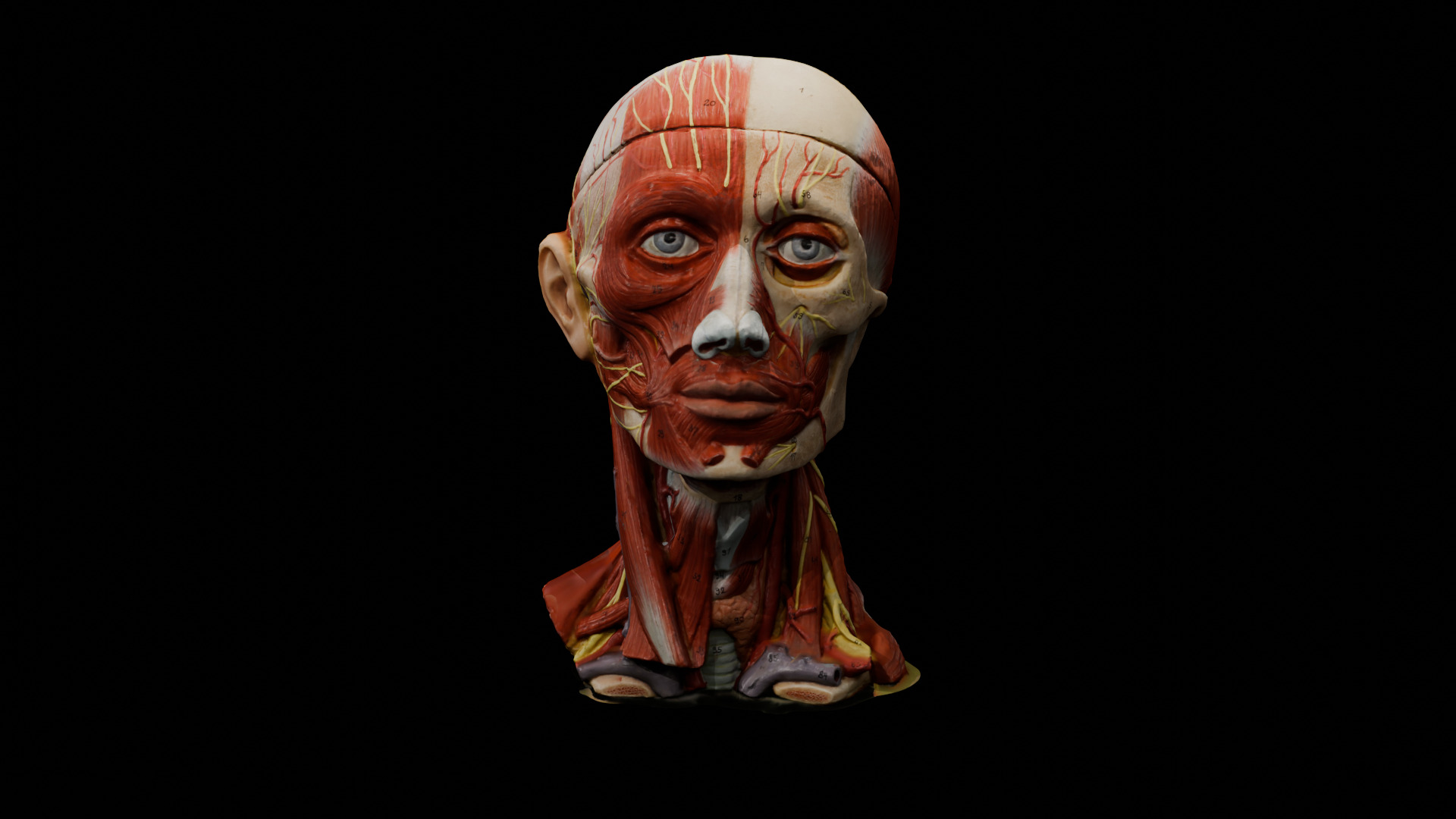 Realistic Highly Detailed Real Face Anatomy 3D Model  3D model_4