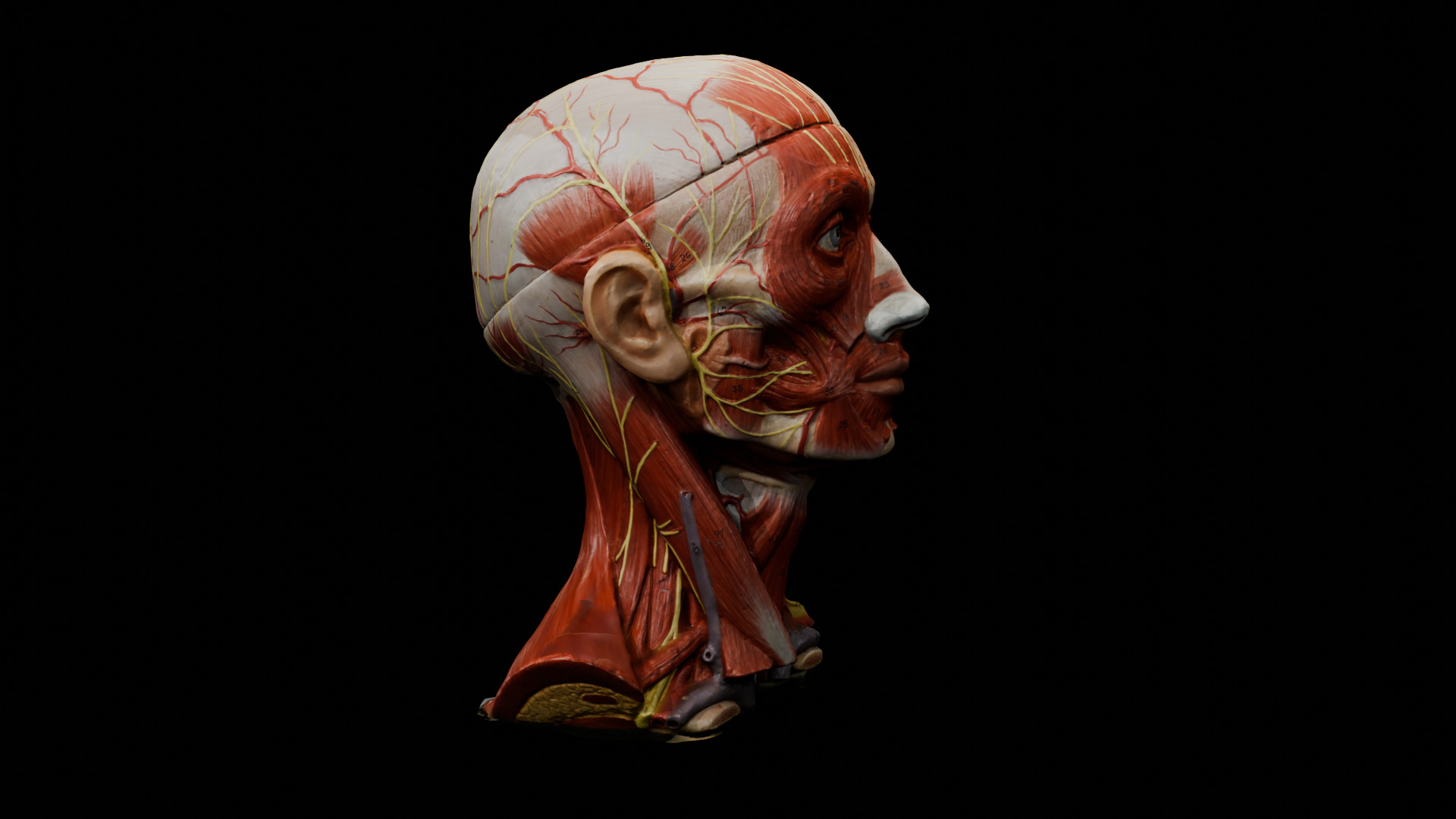 Realistic Highly Detailed Real Face Anatomy 3D Model  3D model_2
