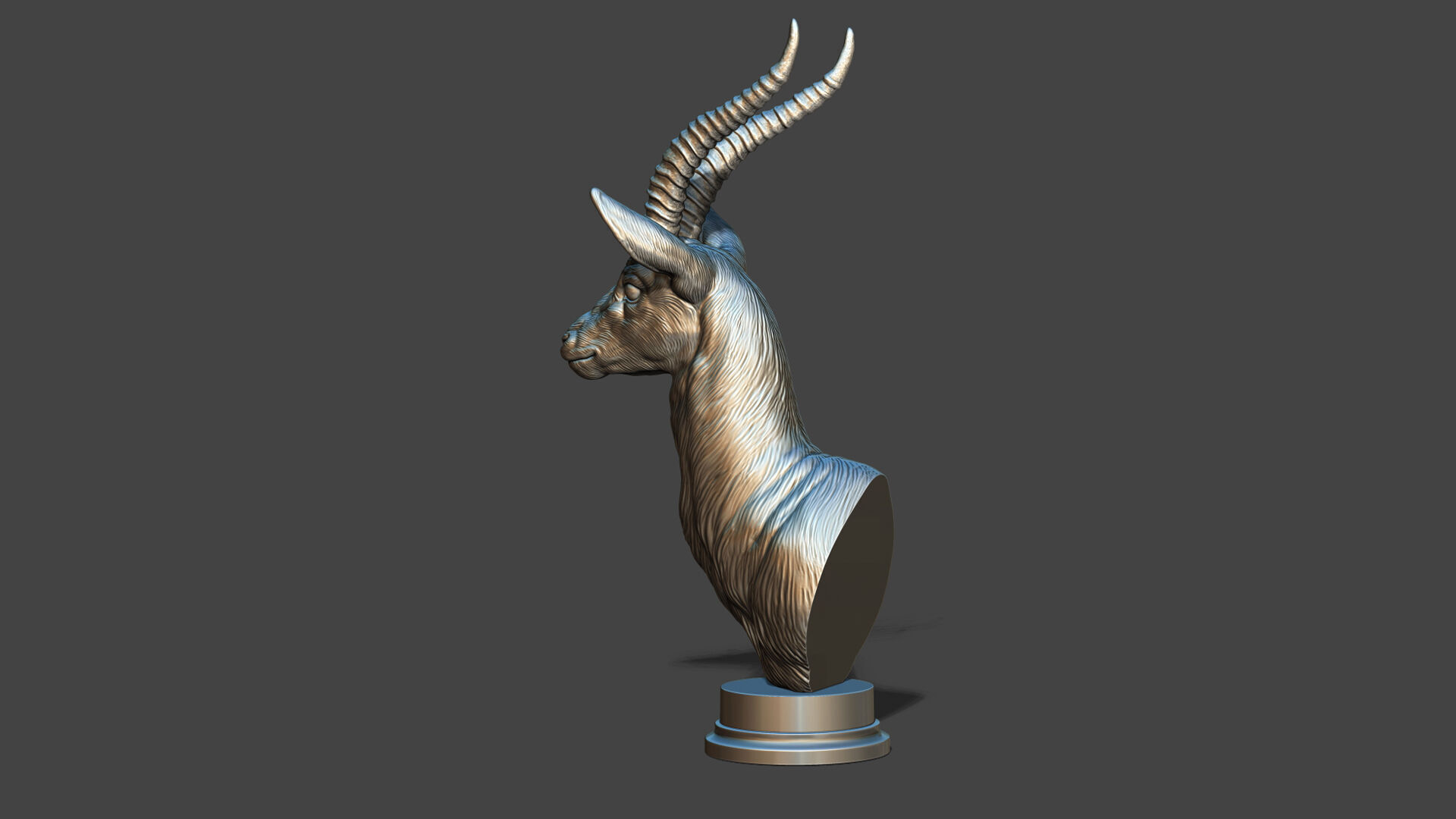 Thomsons Gazelle bust 3D print model_23