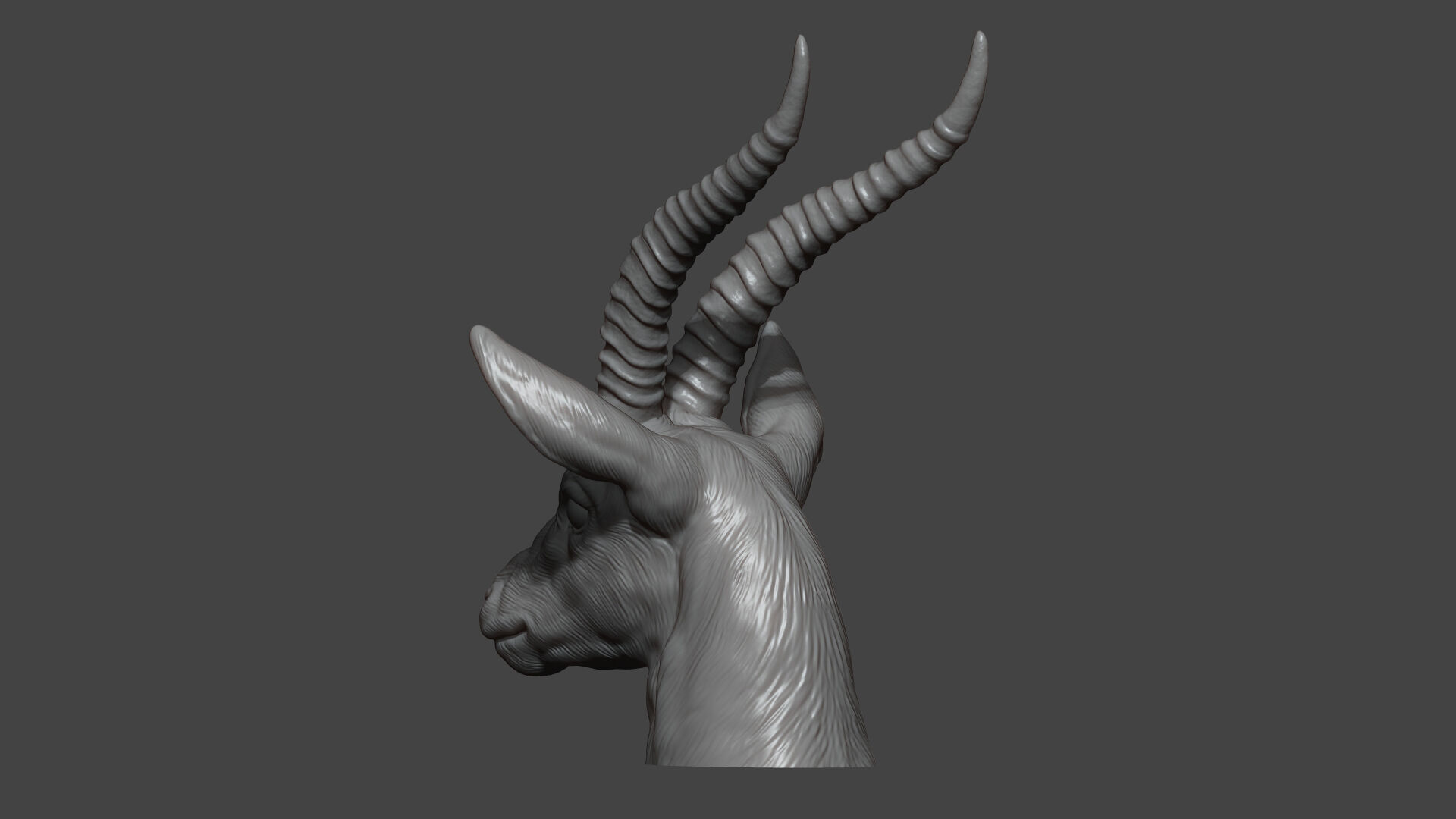 Thomsons Gazelle bust 3D print model_11