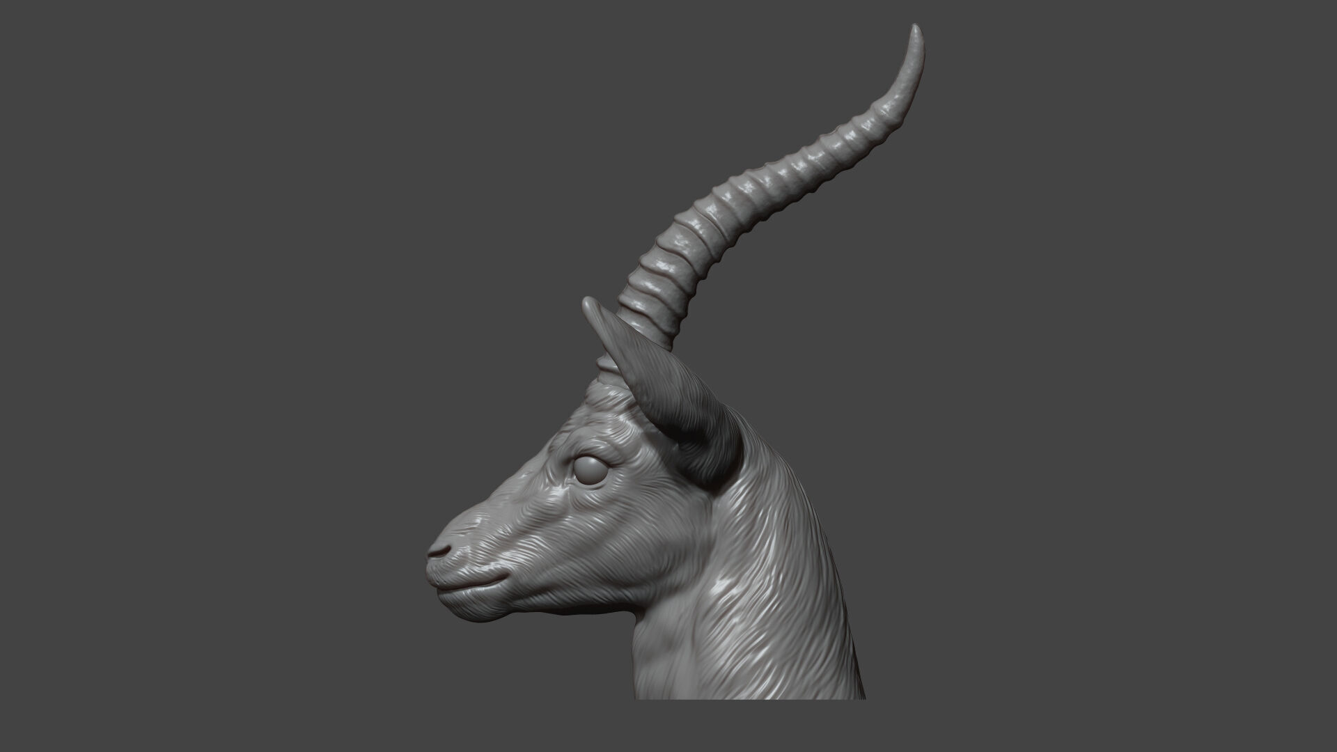 Thomsons Gazelle bust 3D print model_12