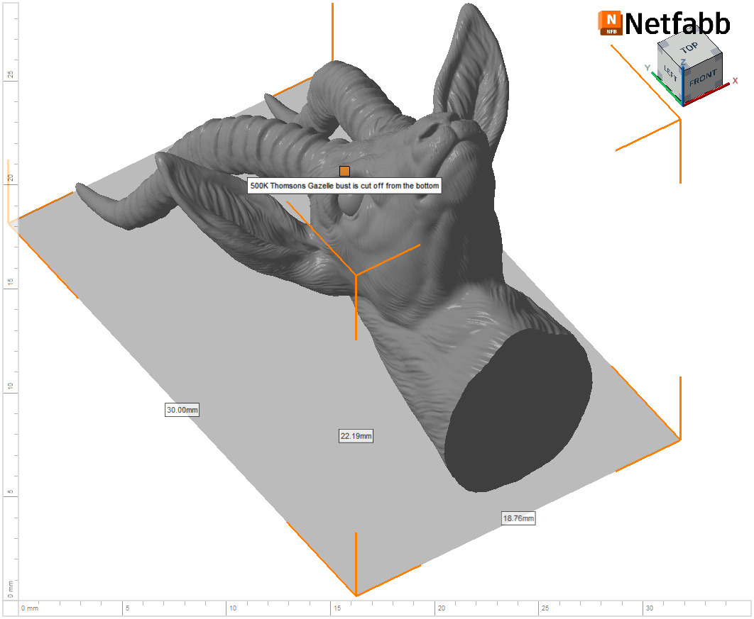 Thomsons Gazelle bust 3D print model_24
