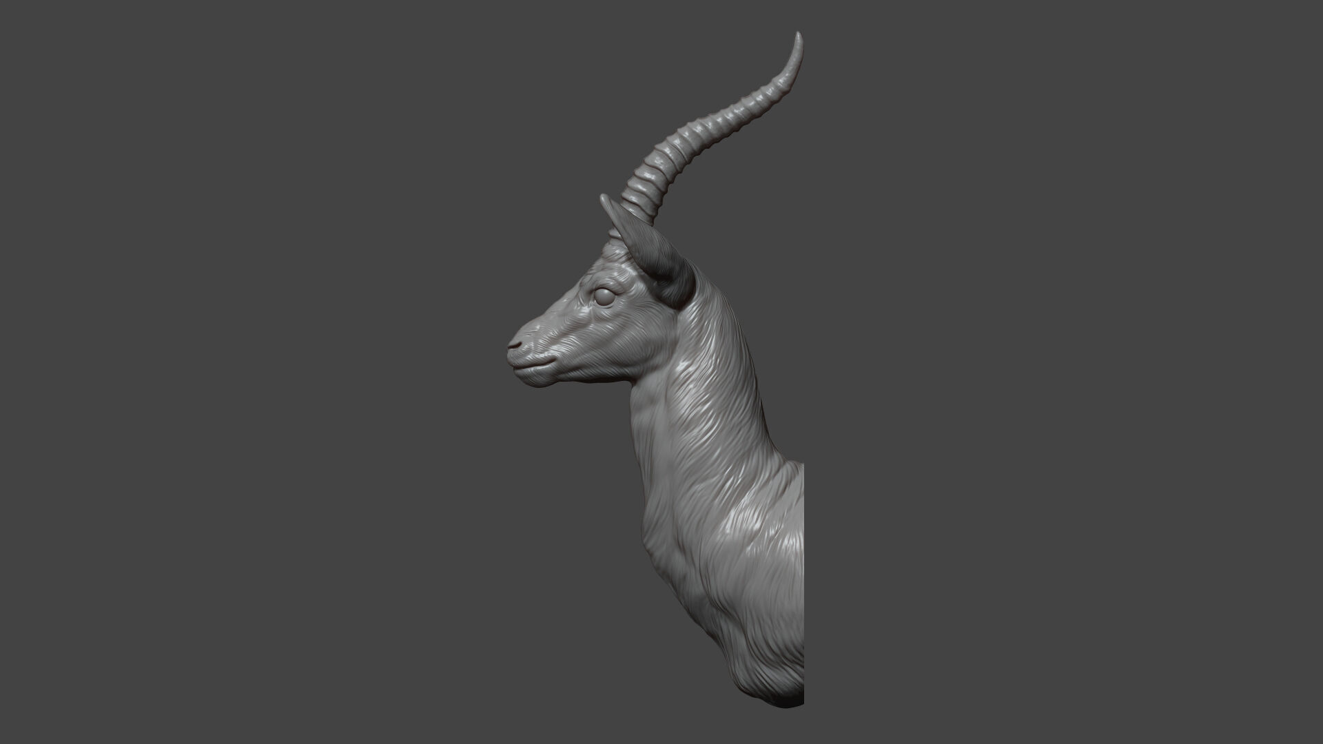 Thomsons Gazelle bust 3D print model_9