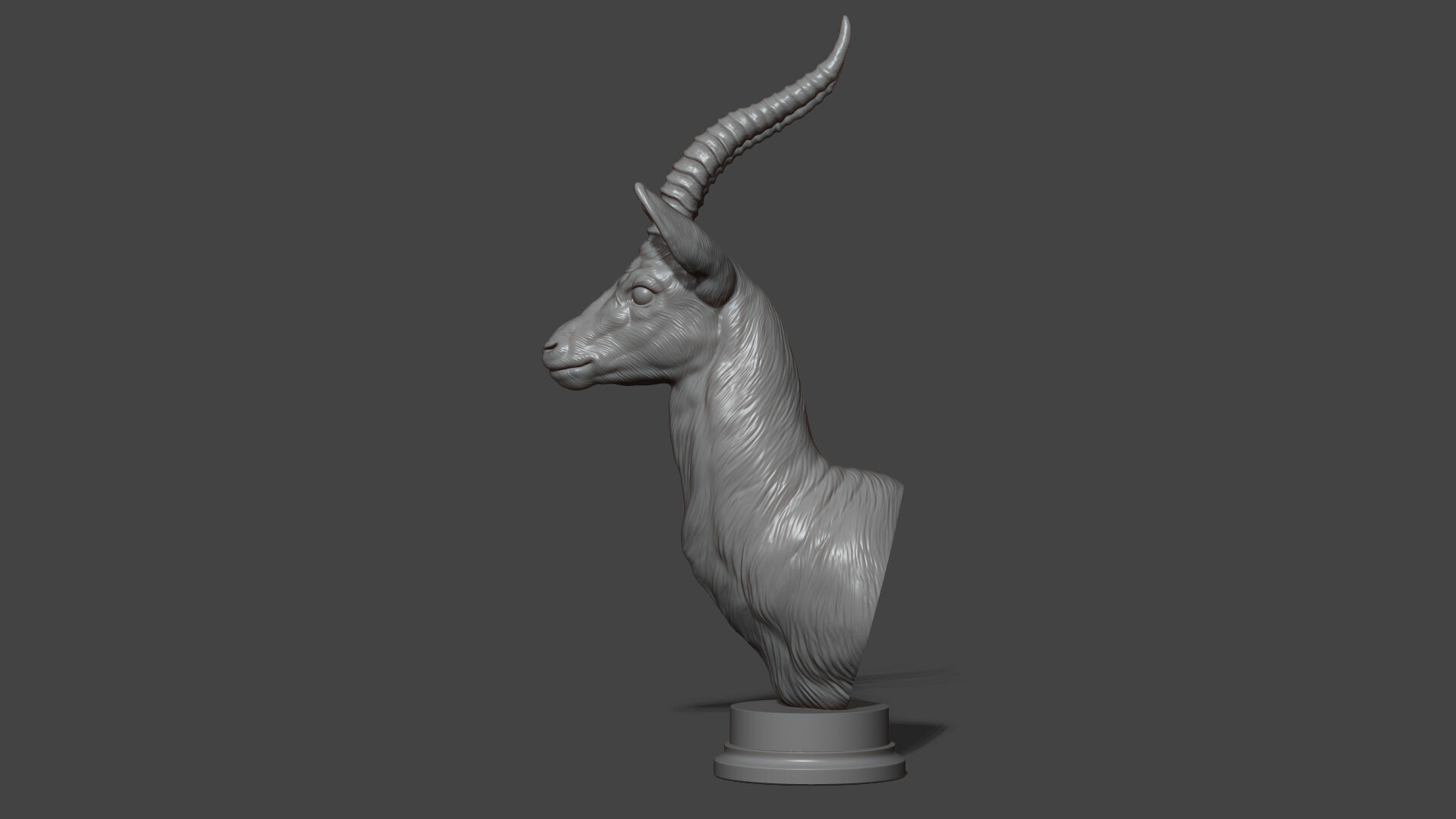 Thomsons Gazelle bust 3D print model_17