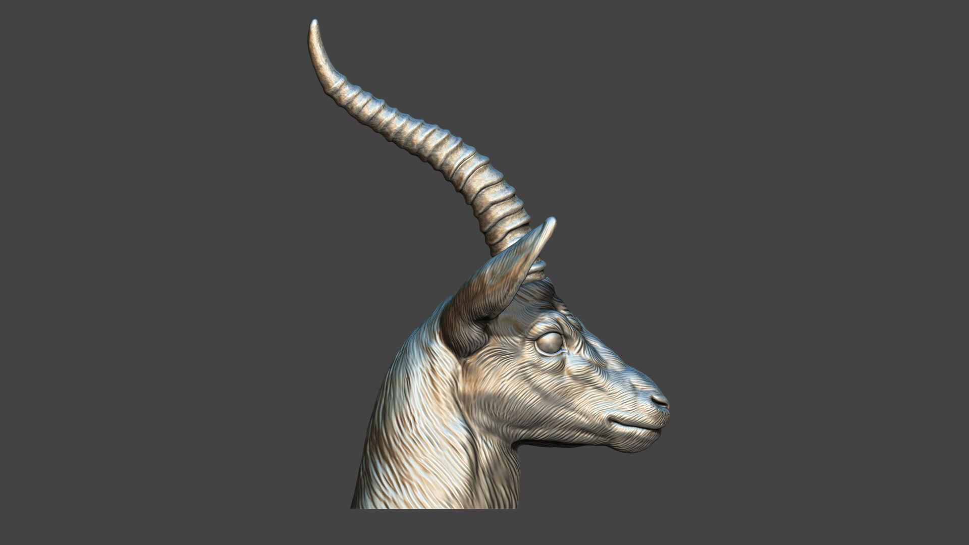 Thomsons Gazelle bust 3D print model_14