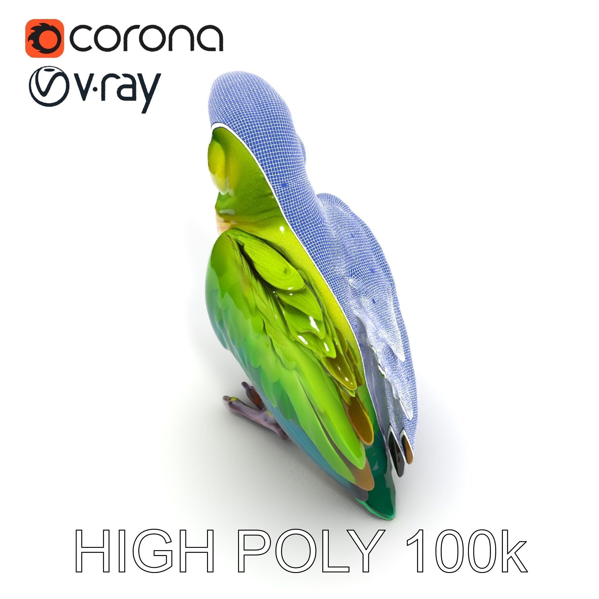 Vibrant Parrot D Model Pack Low-poly 3D model_16