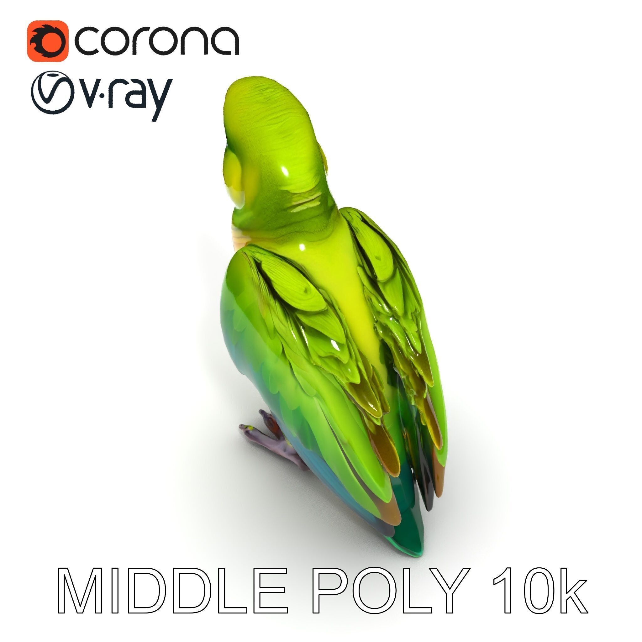Vibrant Parrot D Model Pack Low-poly 3D model_28