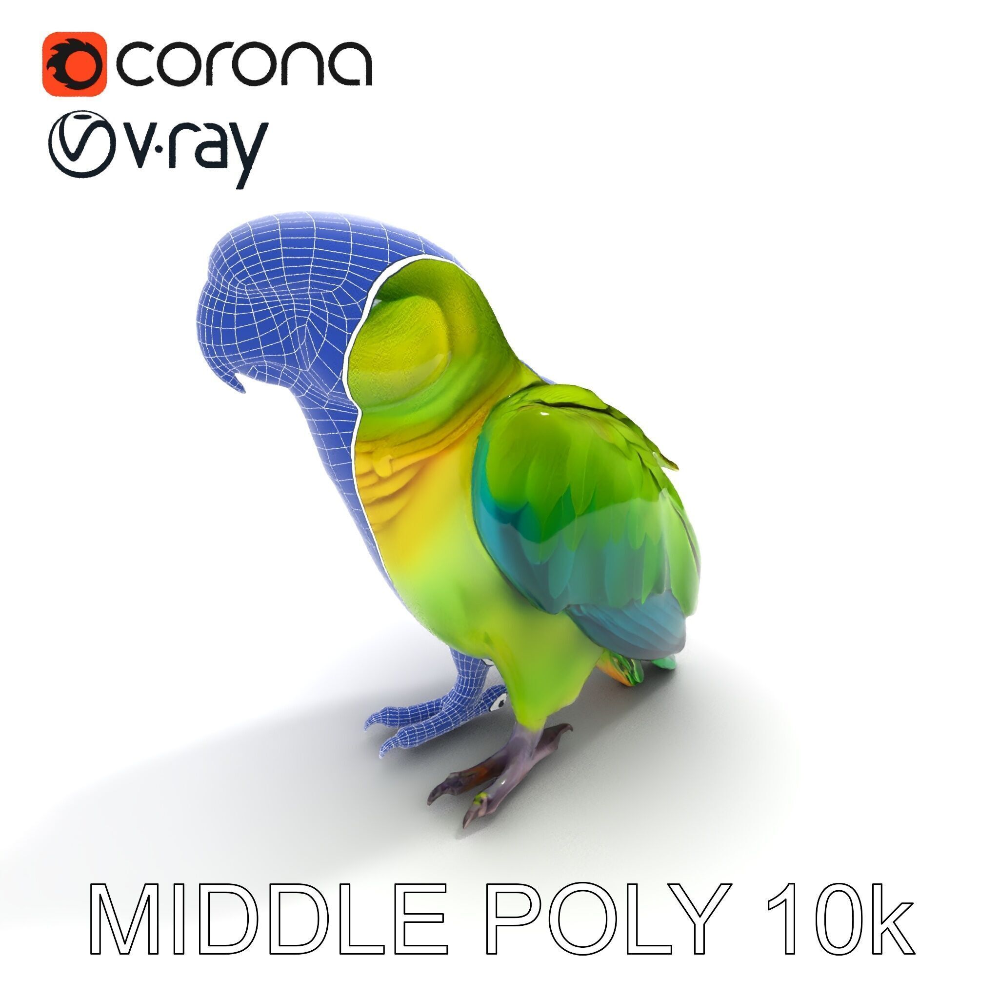 Vibrant Parrot D Model Pack Low-poly 3D model_12