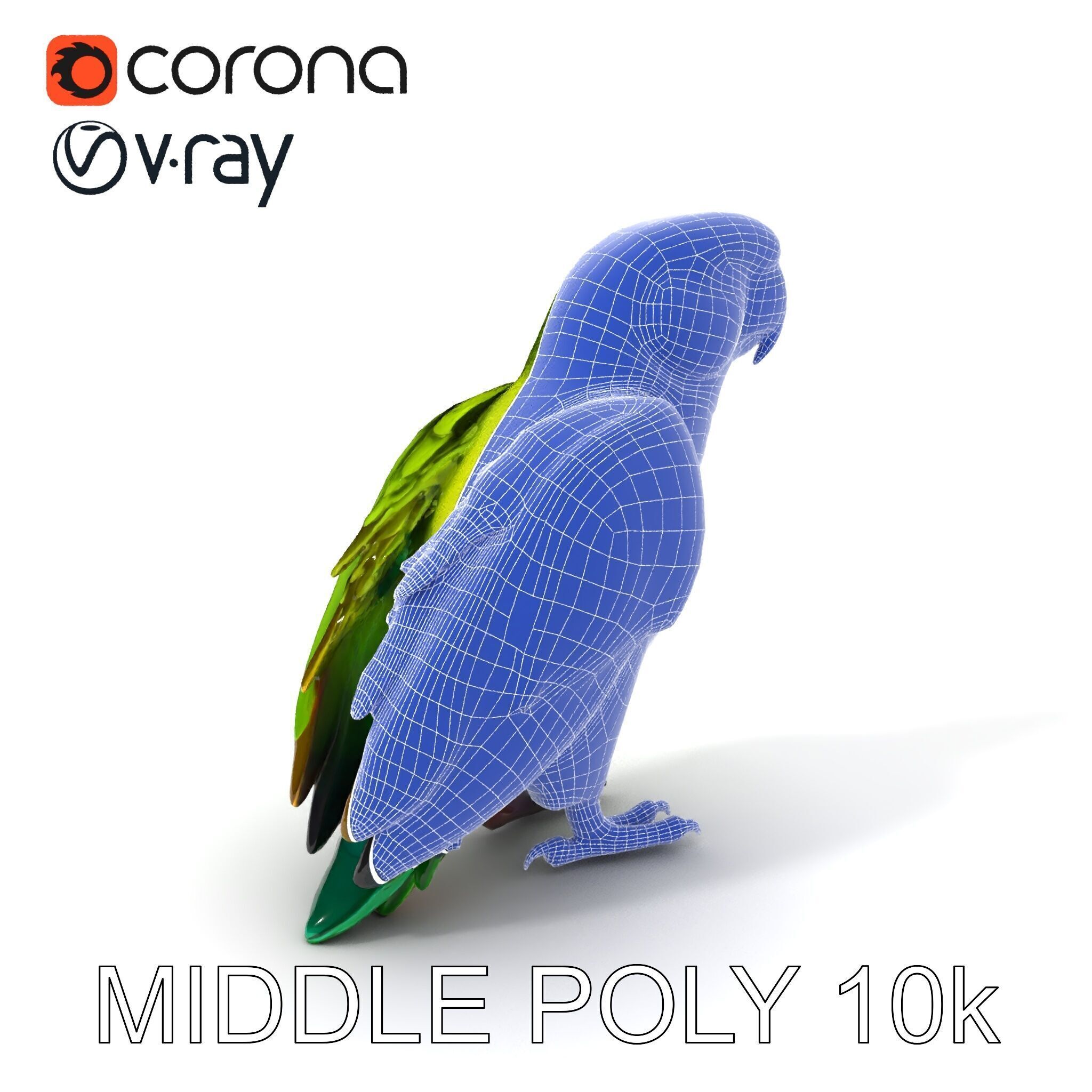 Vibrant Parrot D Model Pack Low-poly 3D model_19