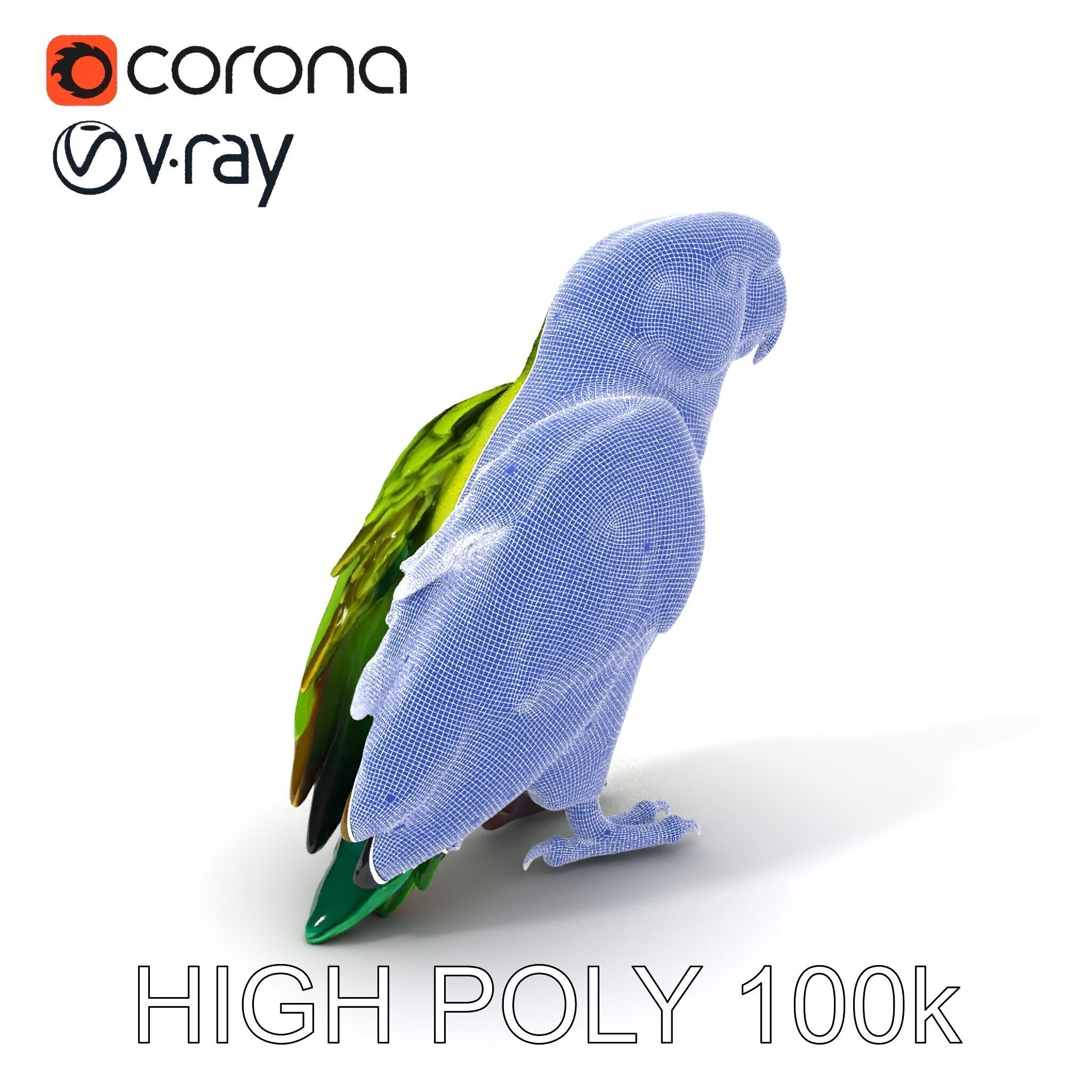 Vibrant Parrot D Model Pack Low-poly 3D model_4
