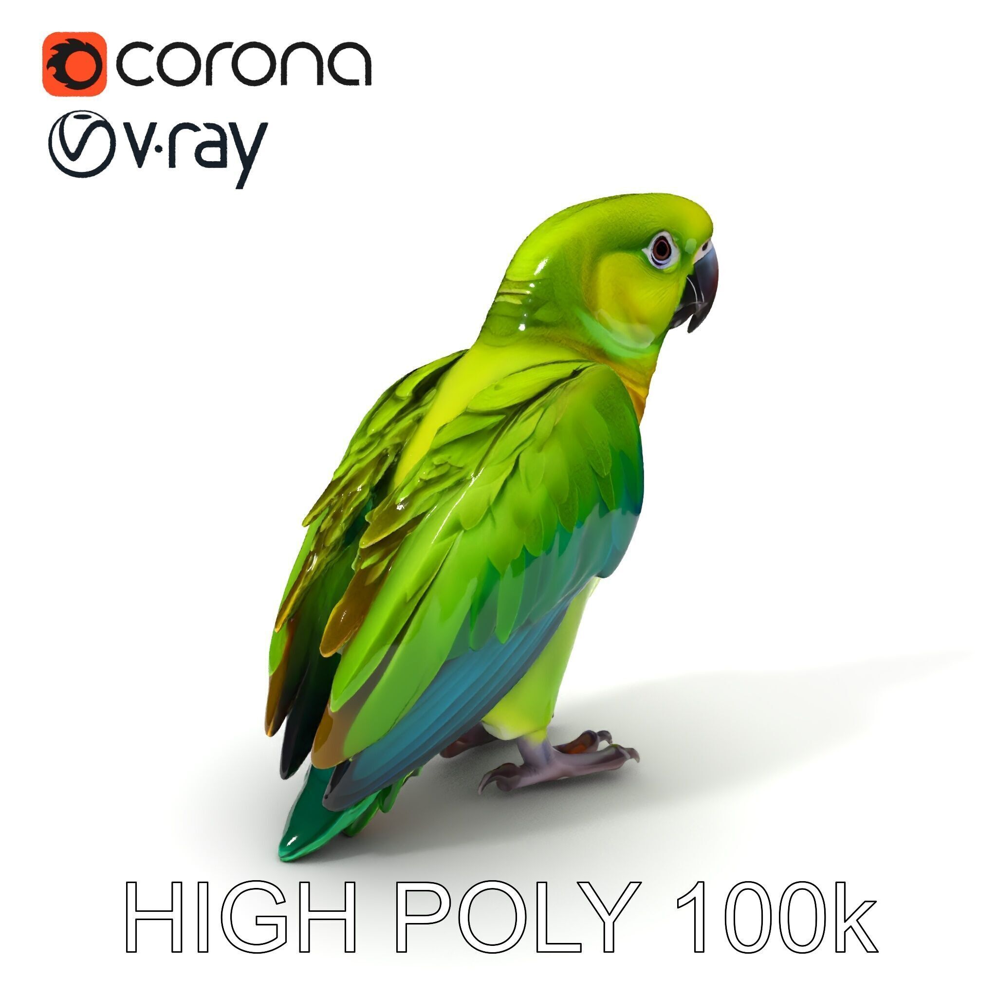 Vibrant Parrot D Model Pack Low-poly 3D model_3