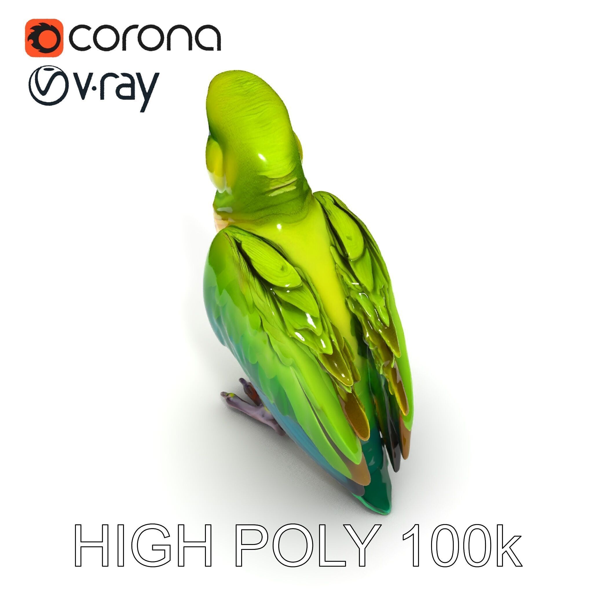 Vibrant Parrot D Model Pack Low-poly 3D model_27