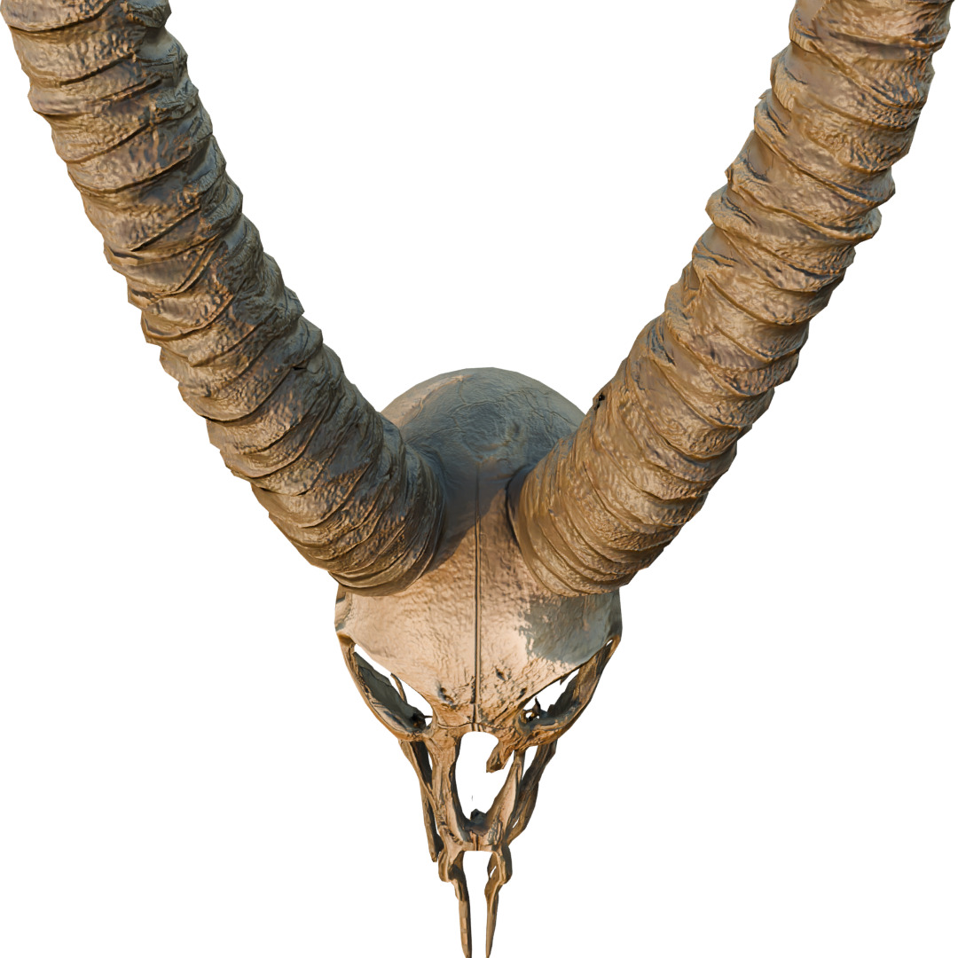 Big Horned wendigo head 3D model_2