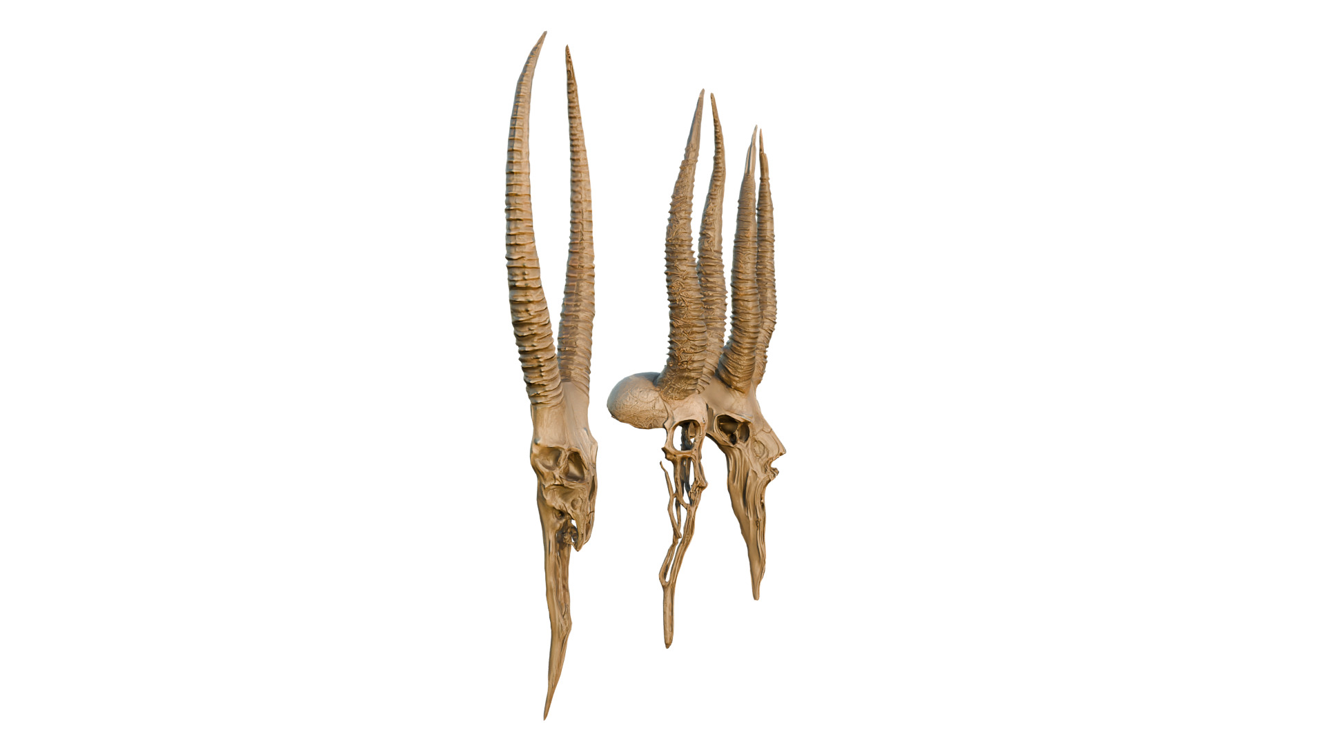 Big Horned wendigo head 3D model_10