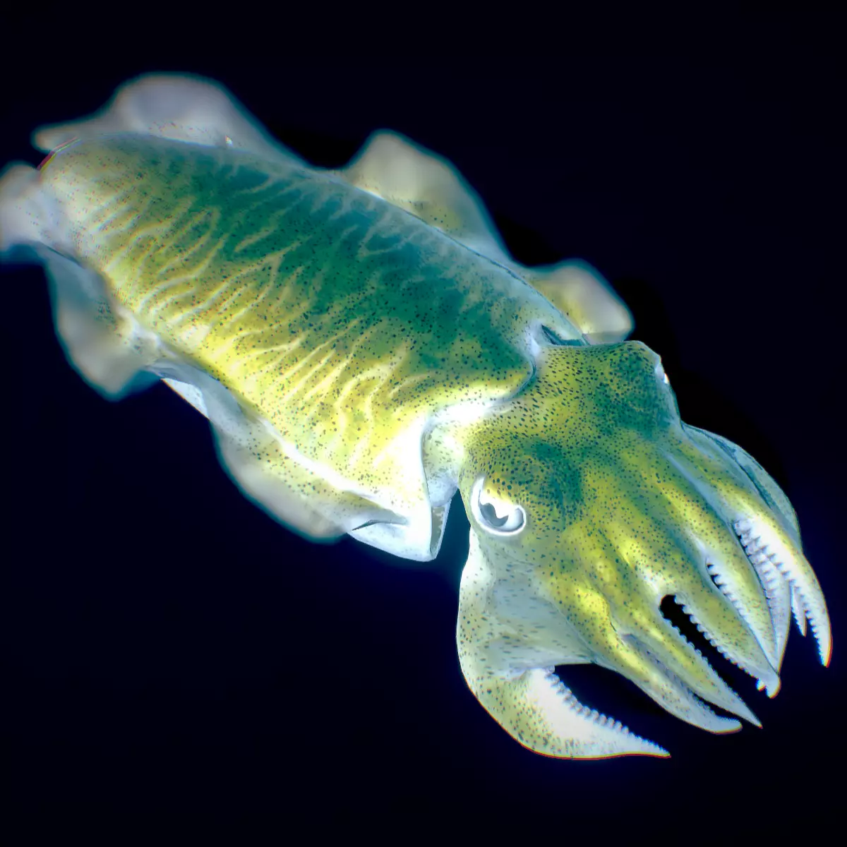 Golden Cuttlefish 3D model_0