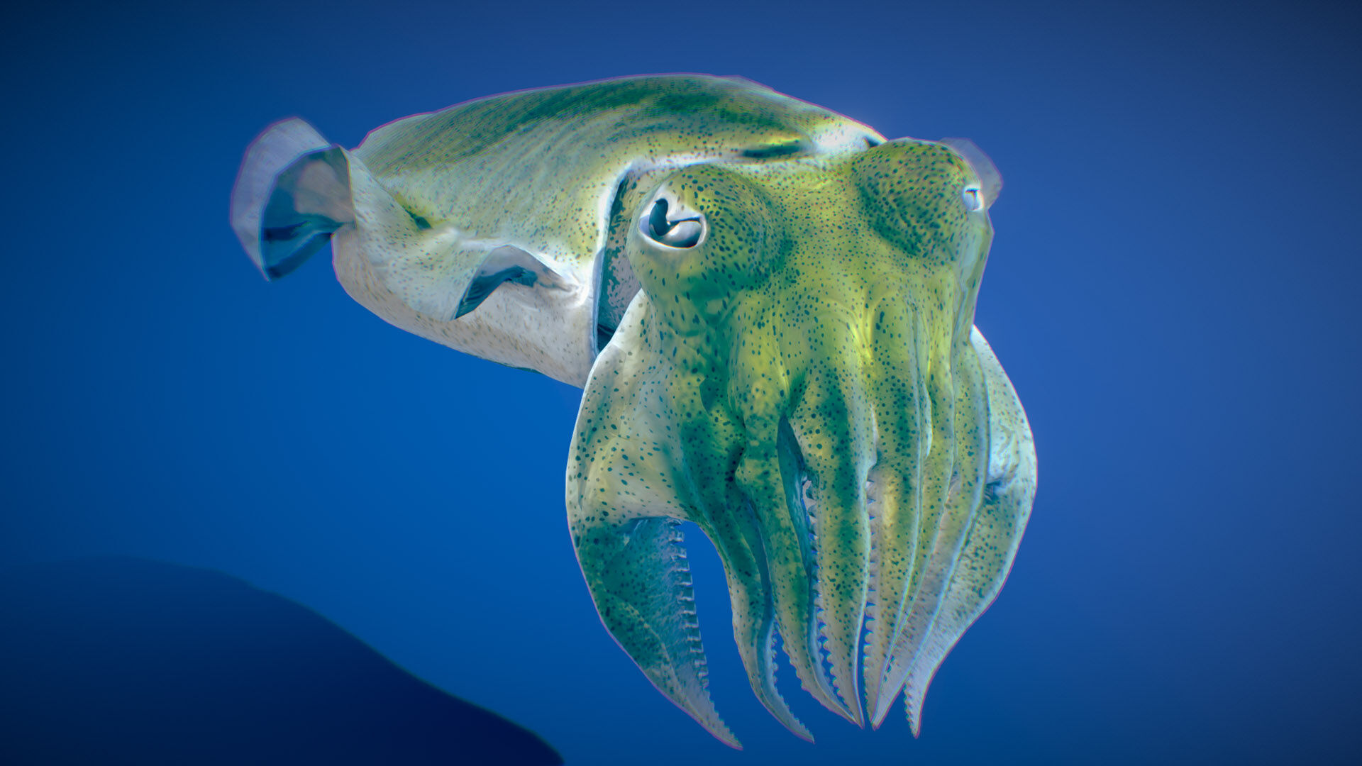 Golden Cuttlefish 3D model_2