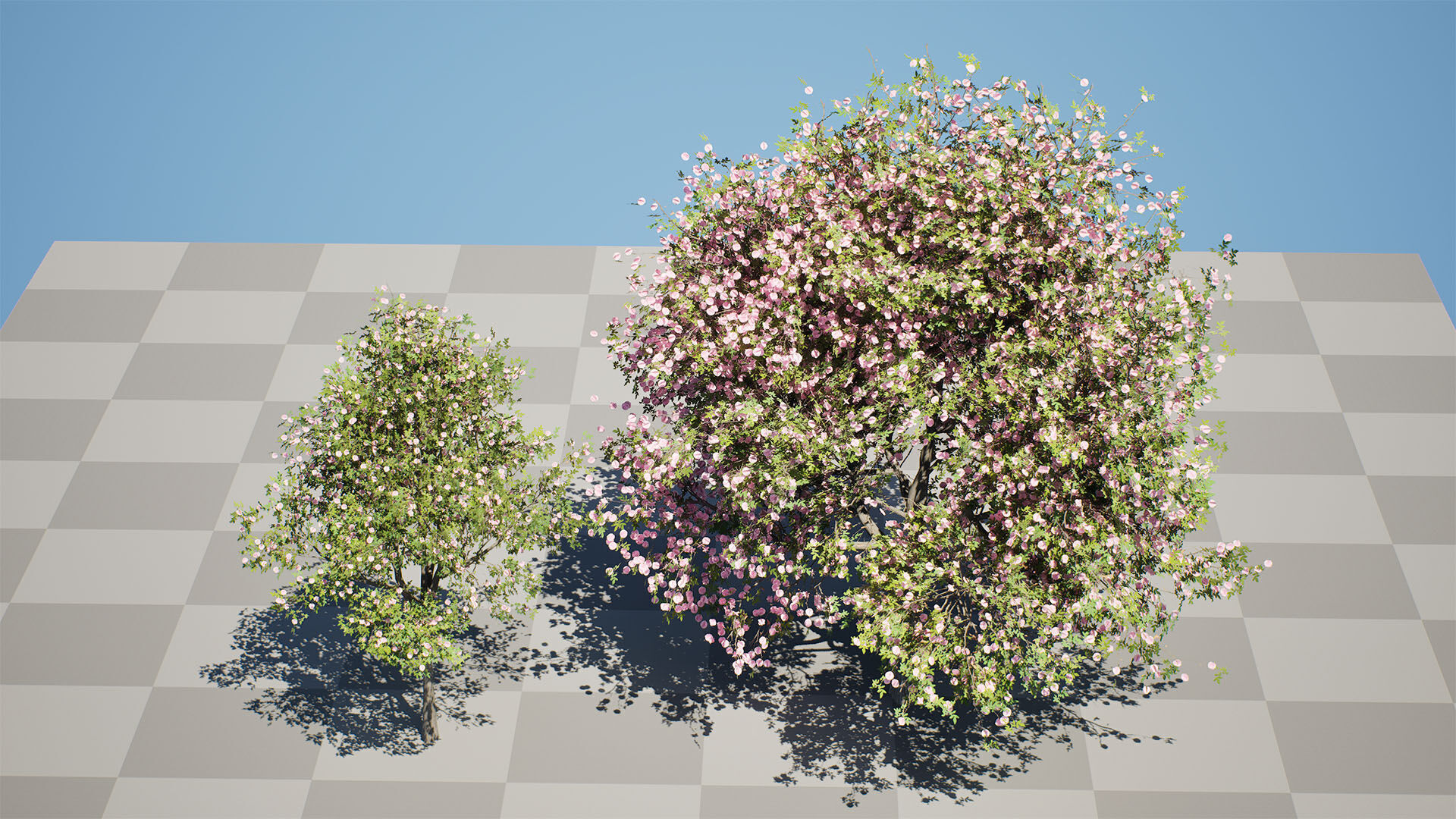 South African Pompon Tree Low-poly 3D model_6