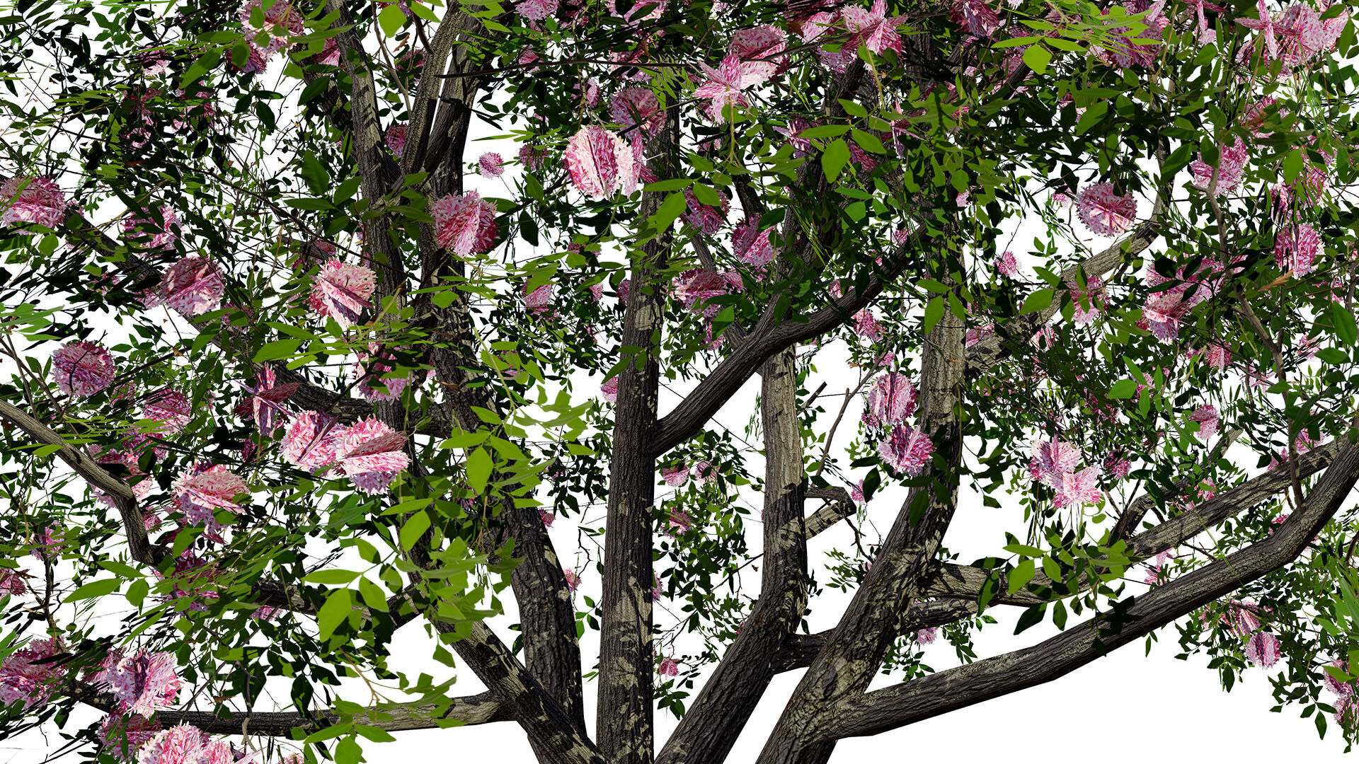 South African Pompon Tree Low-poly 3D model_4