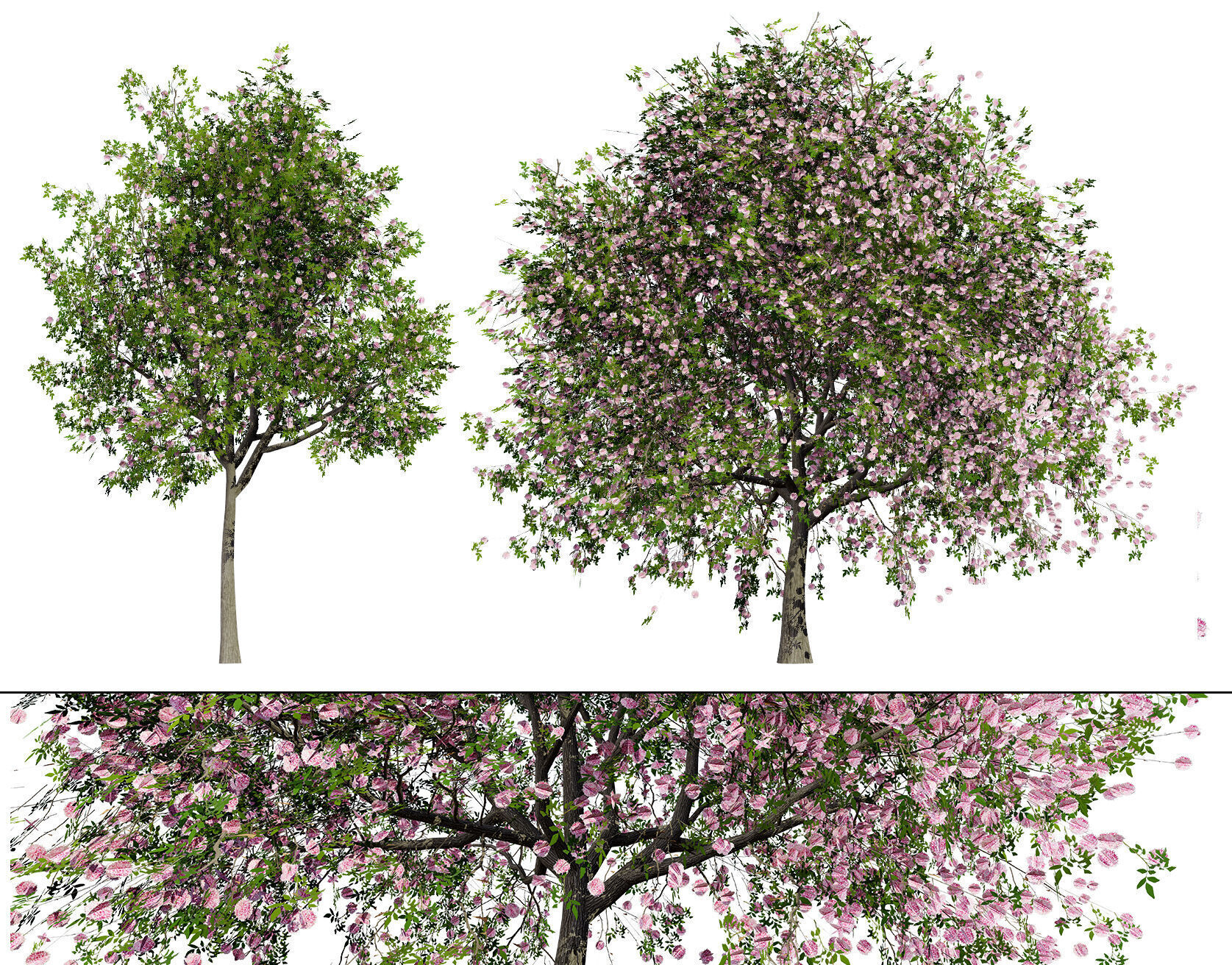 South African Pompon Tree Low-poly 3D model_2