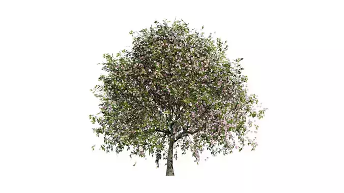South African Pompon Tree Low-poly 3D model