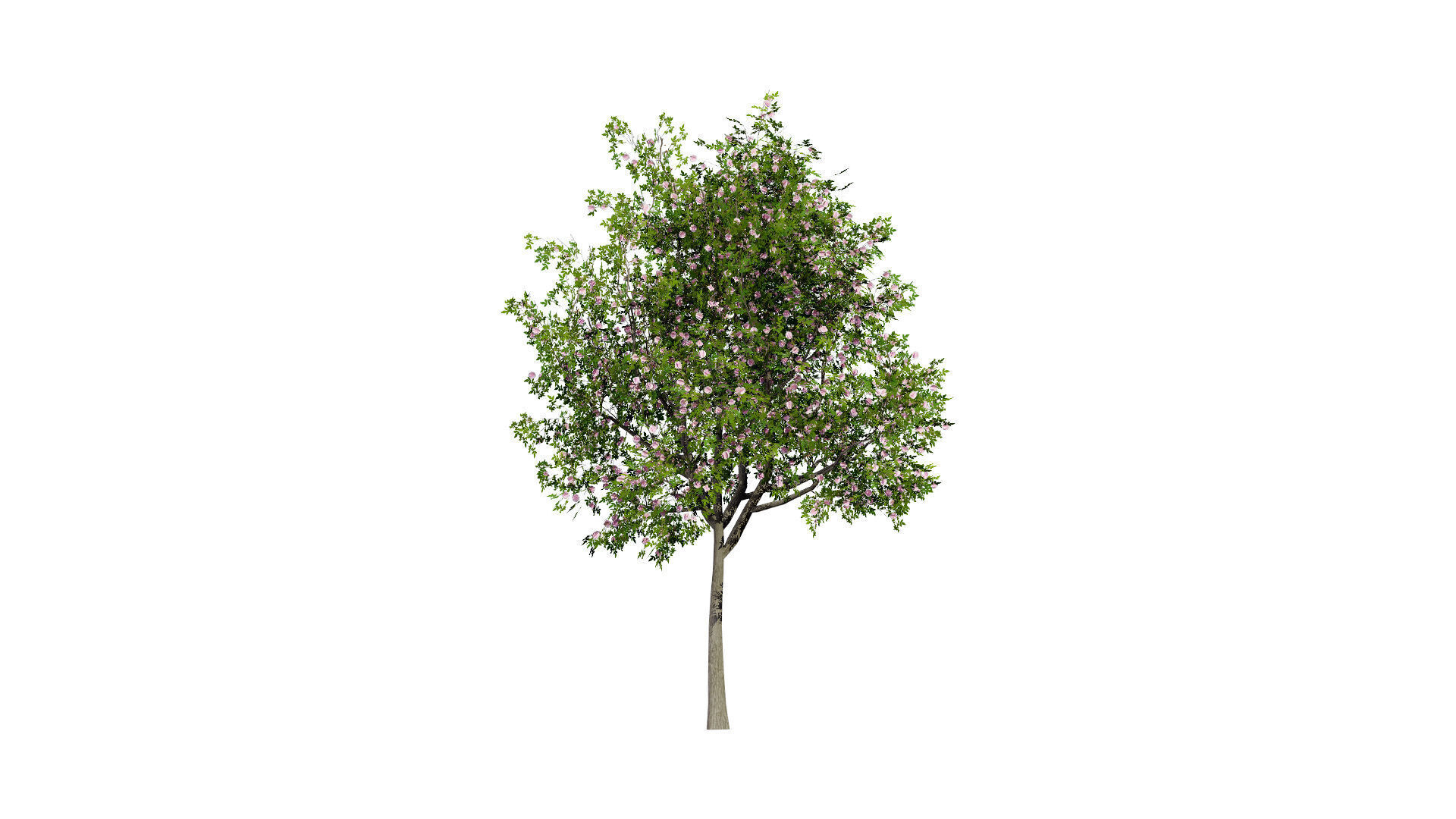 South African Pompon Tree Low-poly 3D model_3