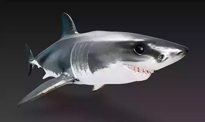 Shark 3D Model - Simple