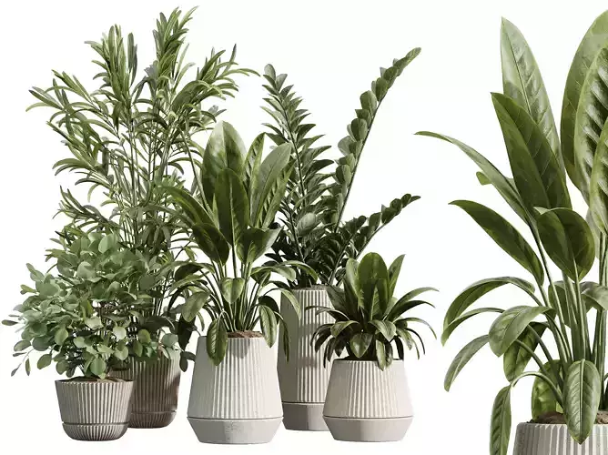 AV Indoor Plants Set 225 Eucalyptus Zamiifolia palm Ficus