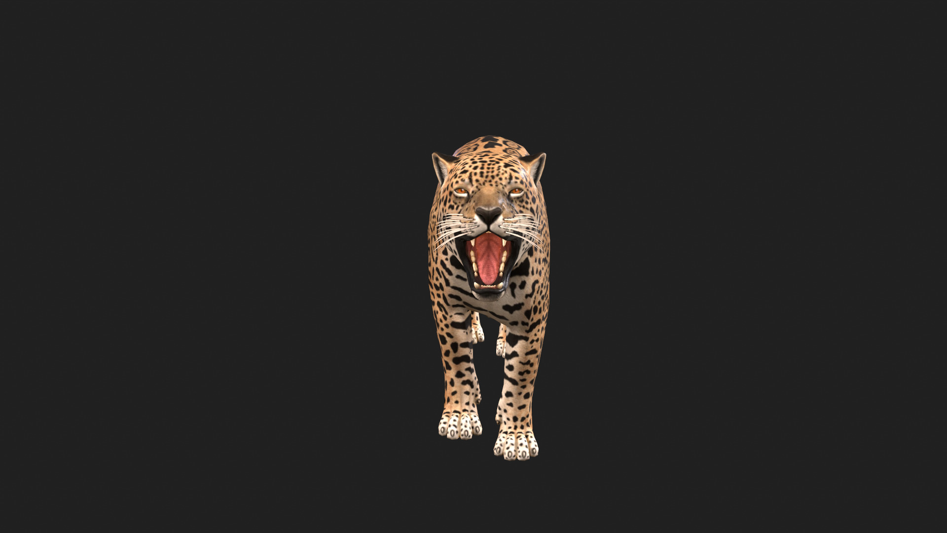 Realistic Jaguar Rigged and Animated for VR AR Games Low-poly 3D model_5