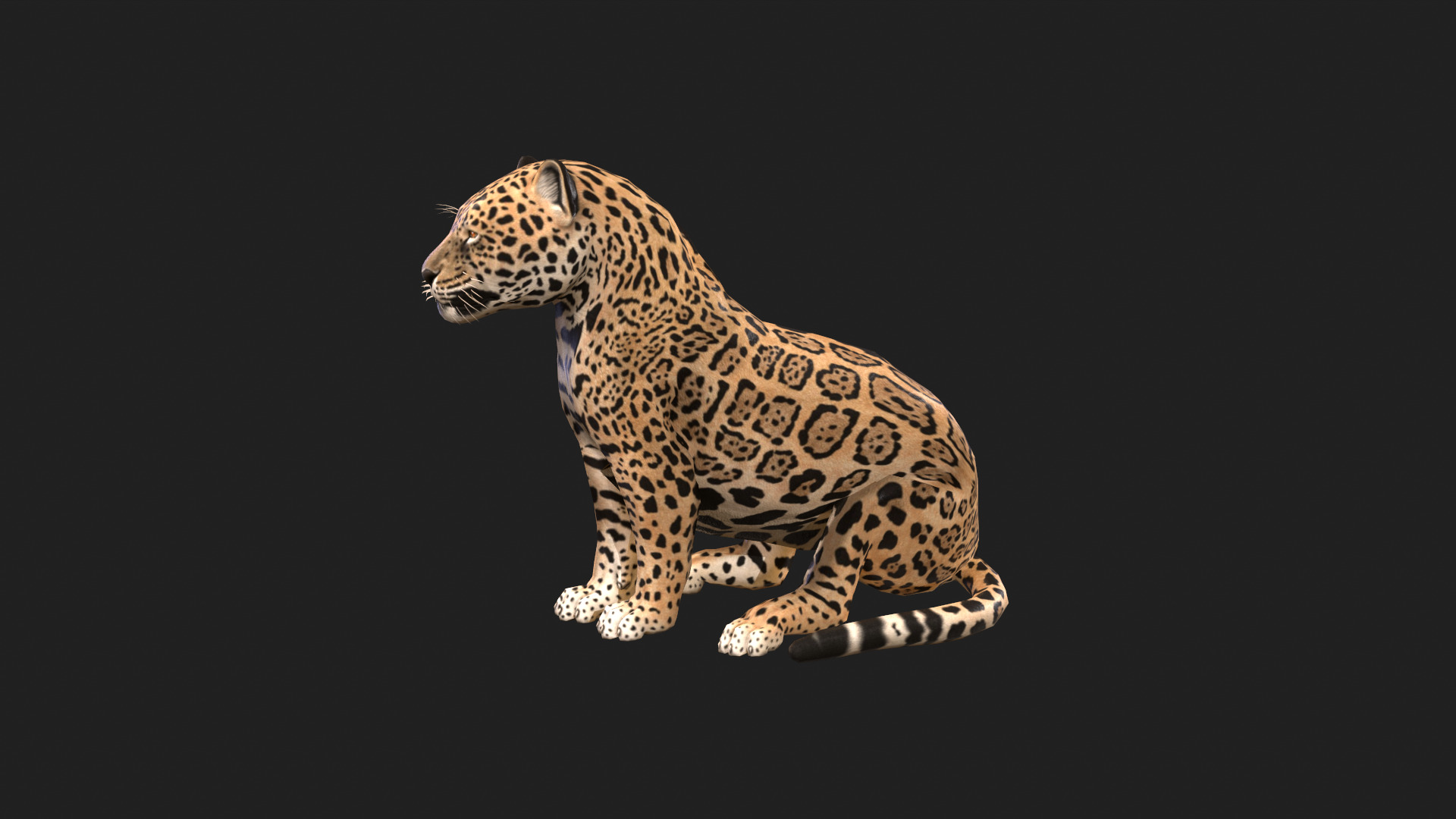 Realistic Jaguar Rigged and Animated for VR AR Games Low-poly 3D model_6