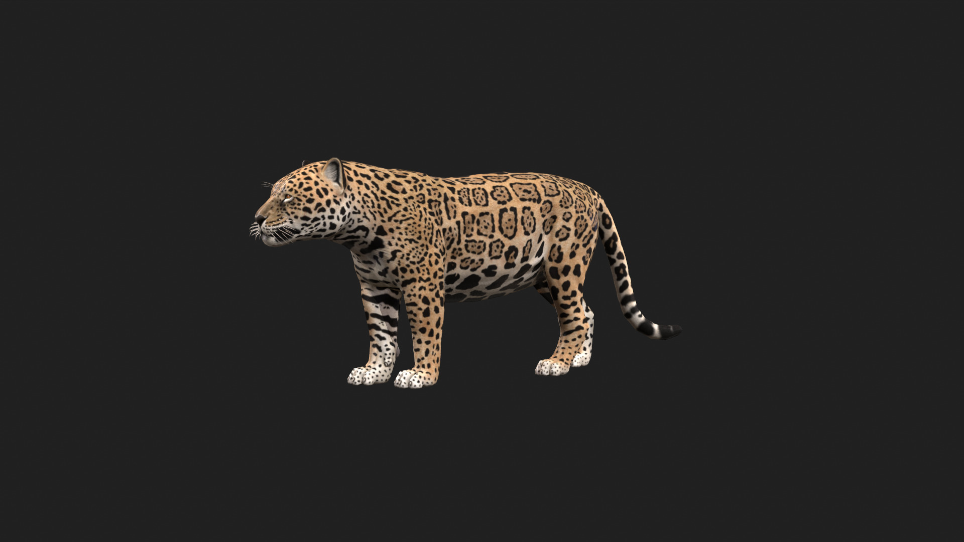 Realistic Jaguar Rigged and Animated for VR AR Games Low-poly 3D model_2