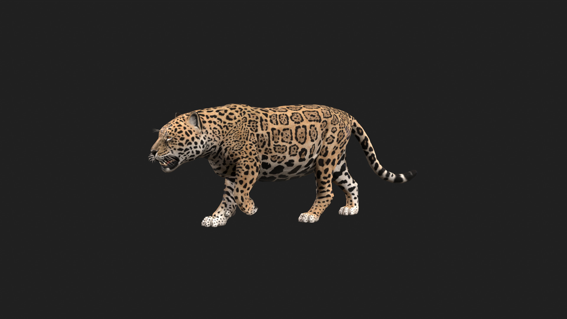 Realistic Jaguar Rigged and Animated for VR AR Games Low-poly 3D model_11