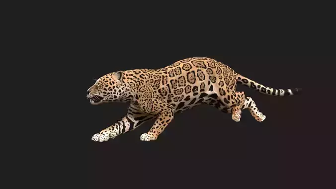Realistic Jaguar Rigged and Animated for VR AR Games Low-poly 3D model