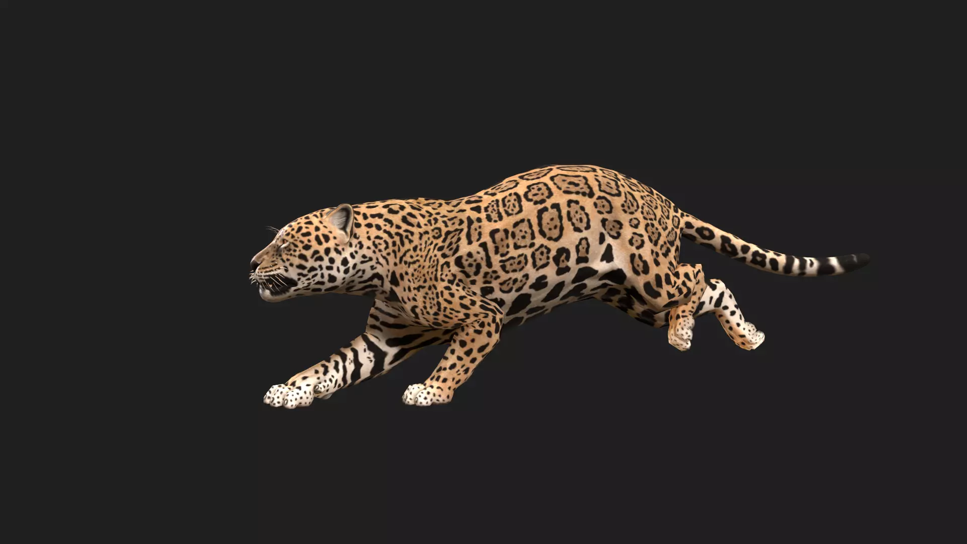 Realistic Jaguar Rigged and Animated for VR AR Games Low-poly 3D model_0