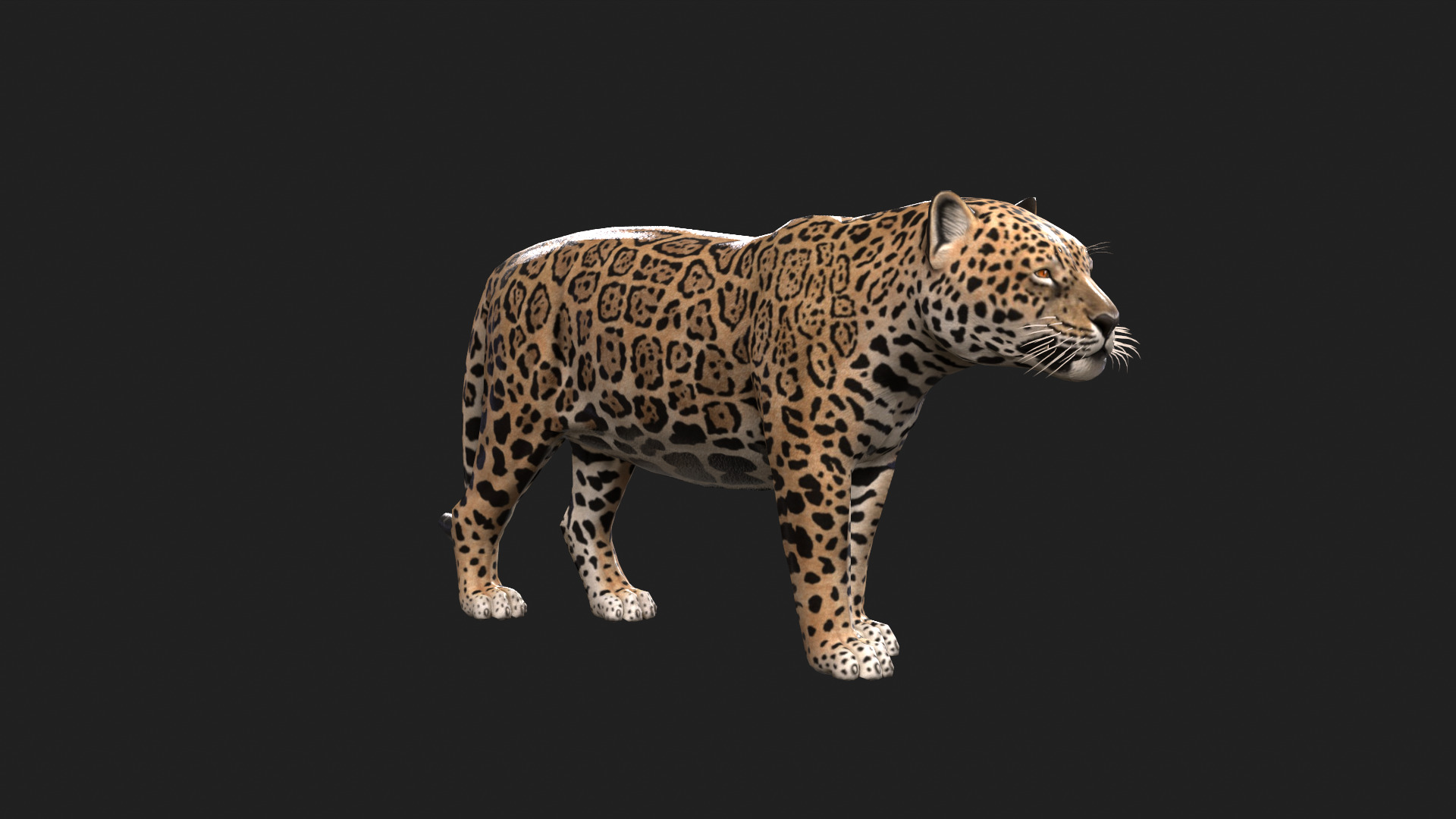 Realistic Jaguar Rigged and Animated for VR AR Games Low-poly 3D model_4