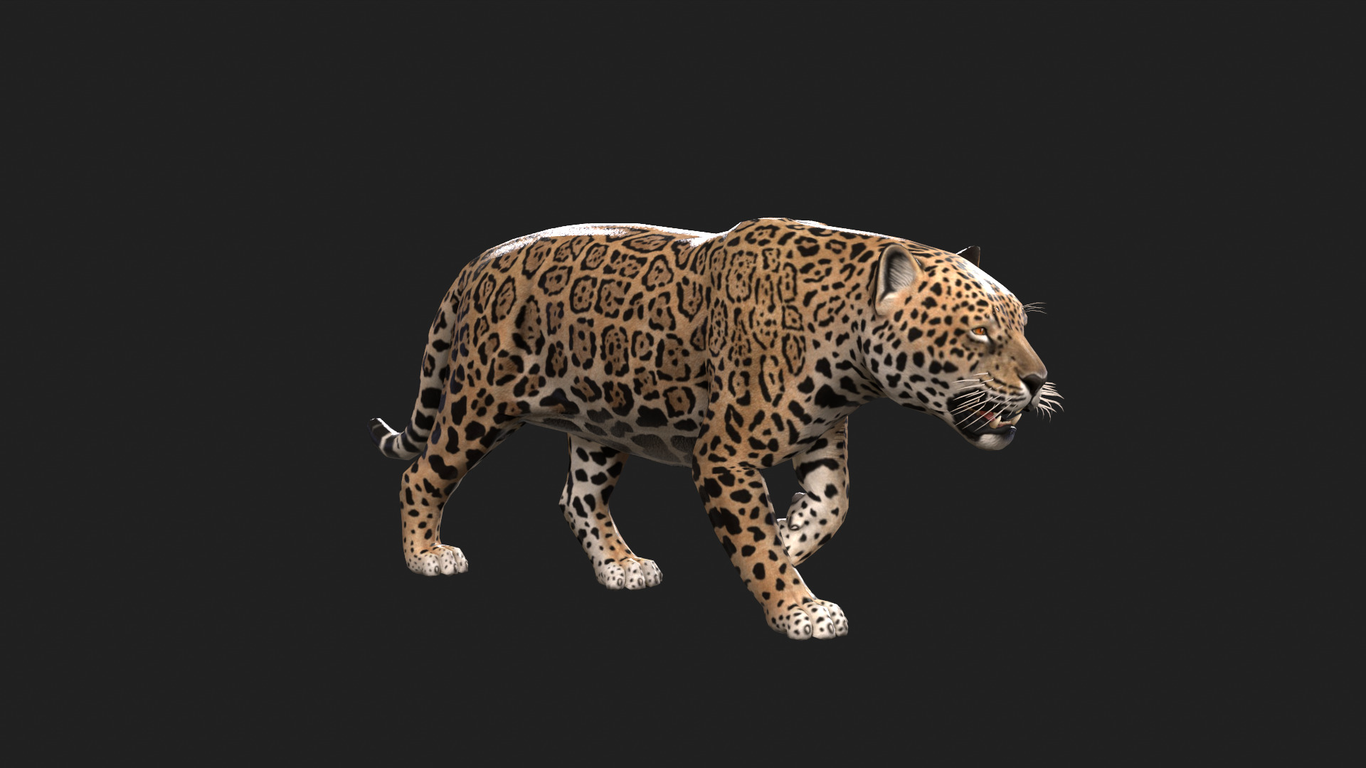 Realistic Jaguar Rigged and Animated for VR AR Games Low-poly 3D model_10