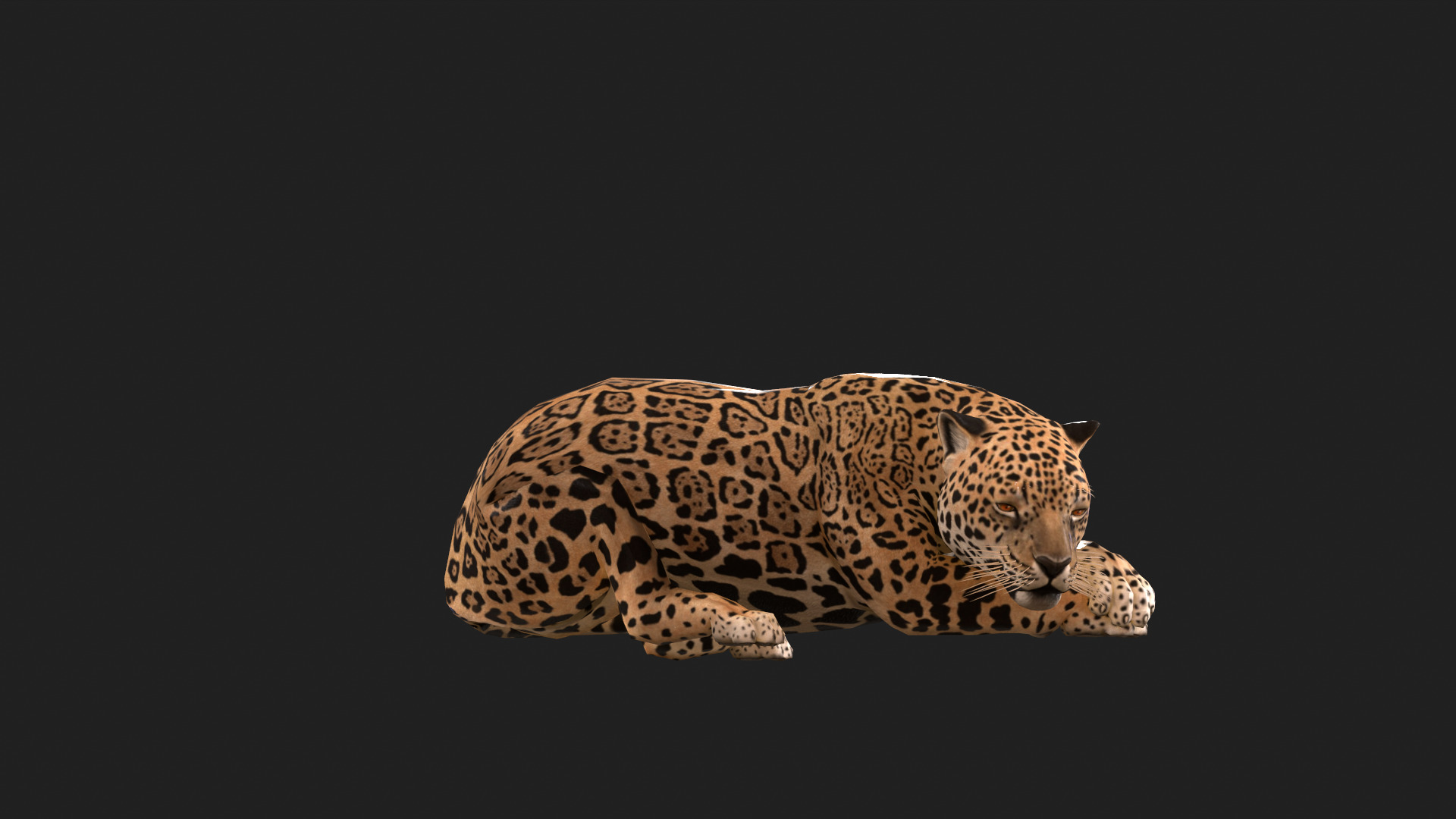 Realistic Jaguar Rigged and Animated for VR AR Games Low-poly 3D model_7