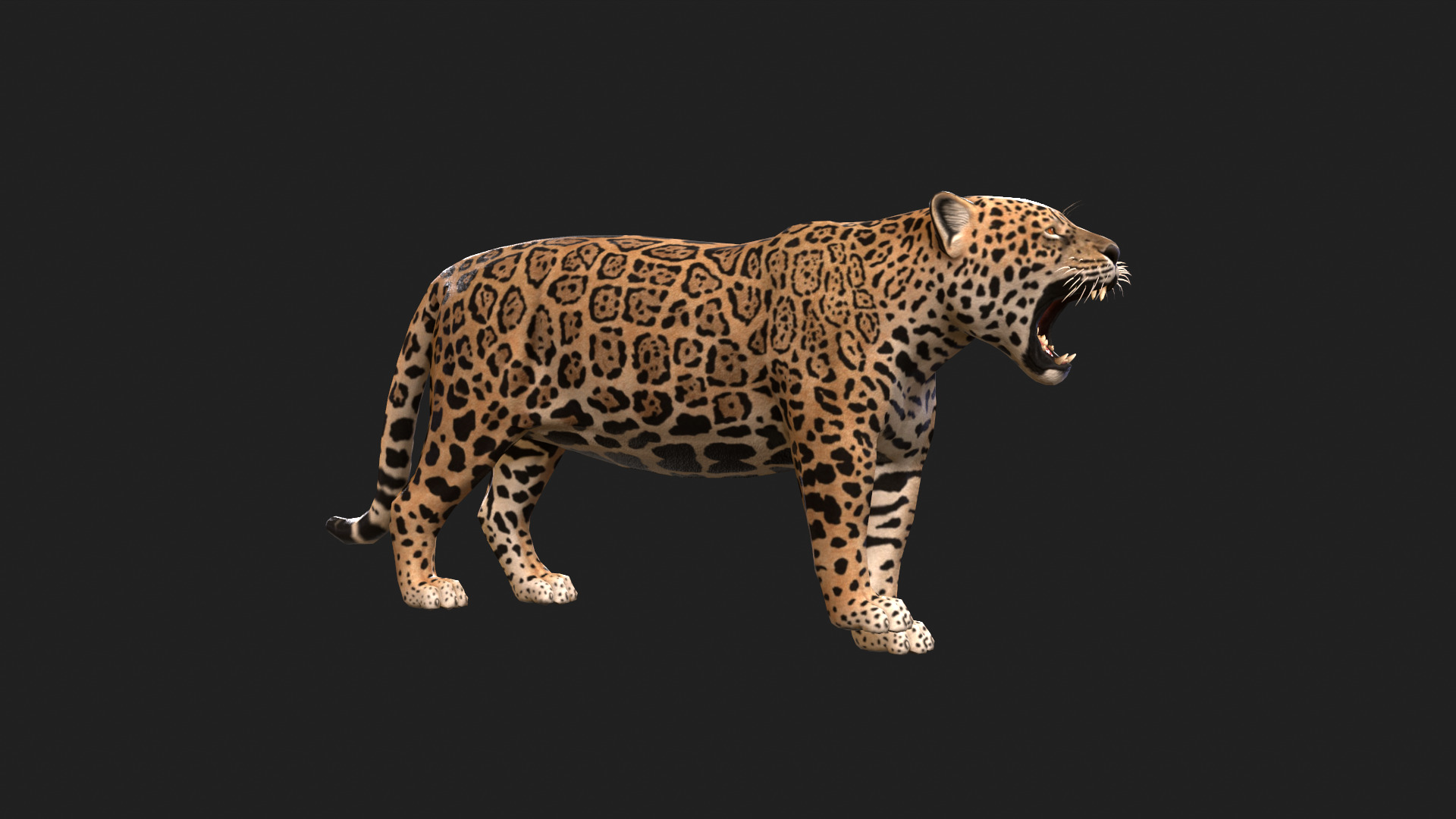 Realistic Jaguar Rigged and Animated for VR AR Games Low-poly 3D model_3