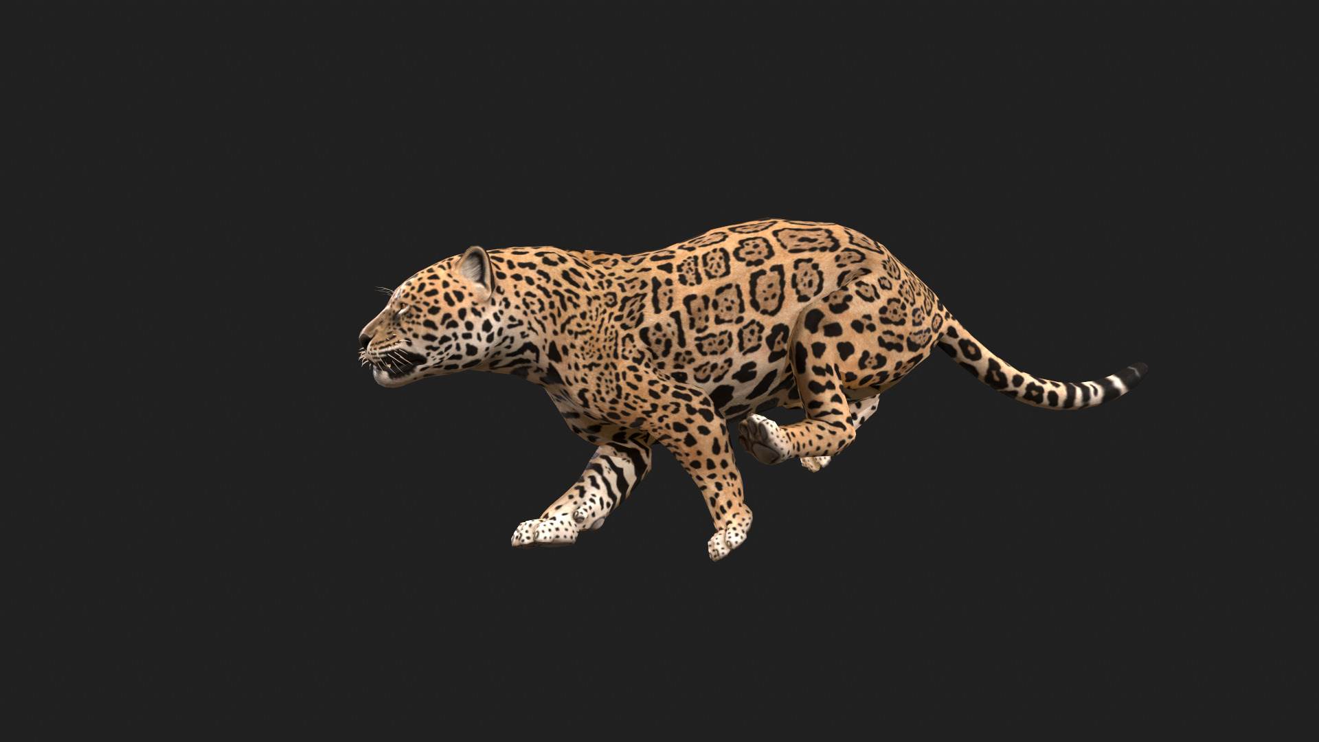 Realistic Jaguar Rigged and Animated for VR AR Games Low-poly 3D model_9