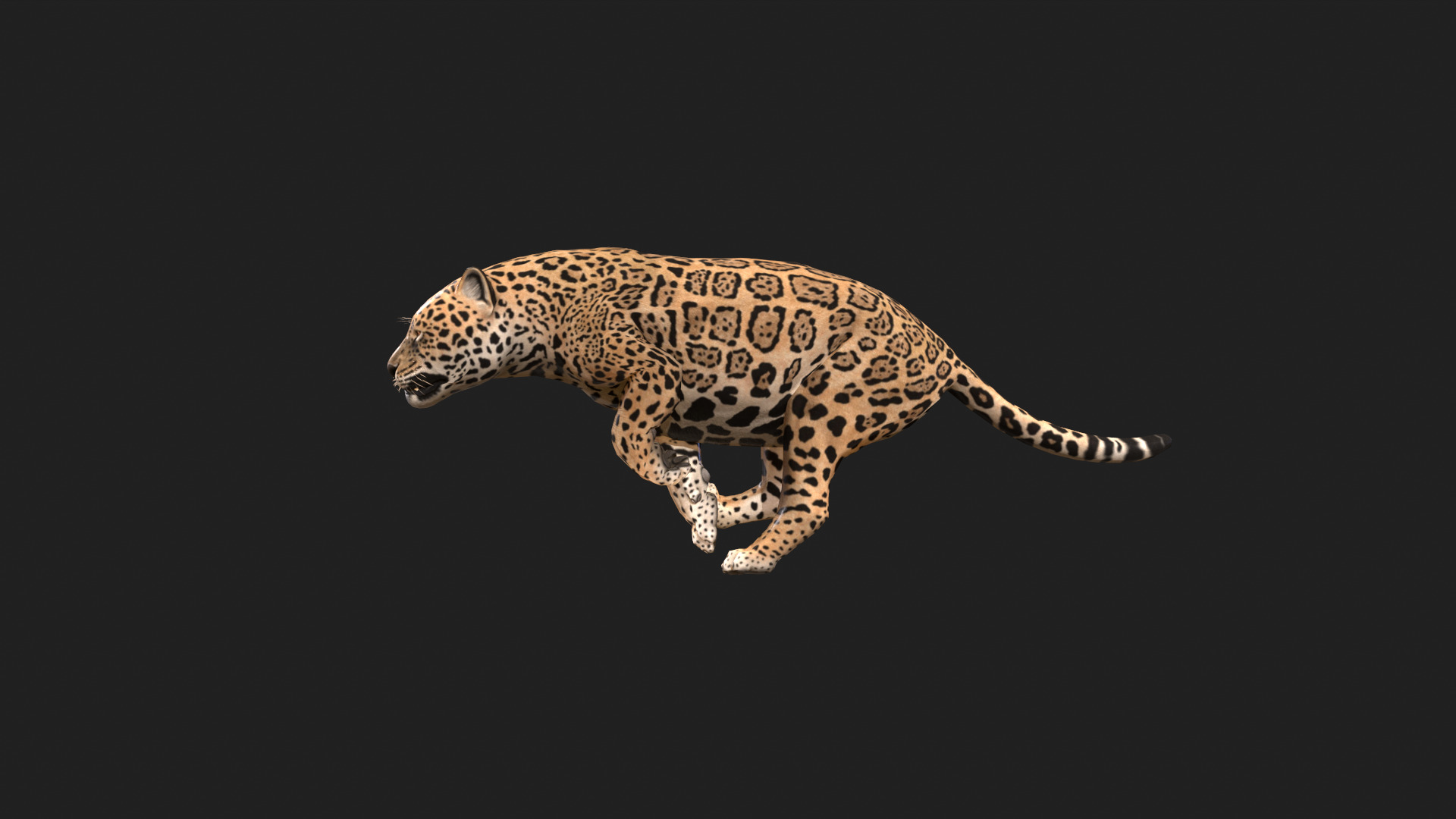 Realistic Jaguar Rigged and Animated for VR AR Games Low-poly 3D model_8
