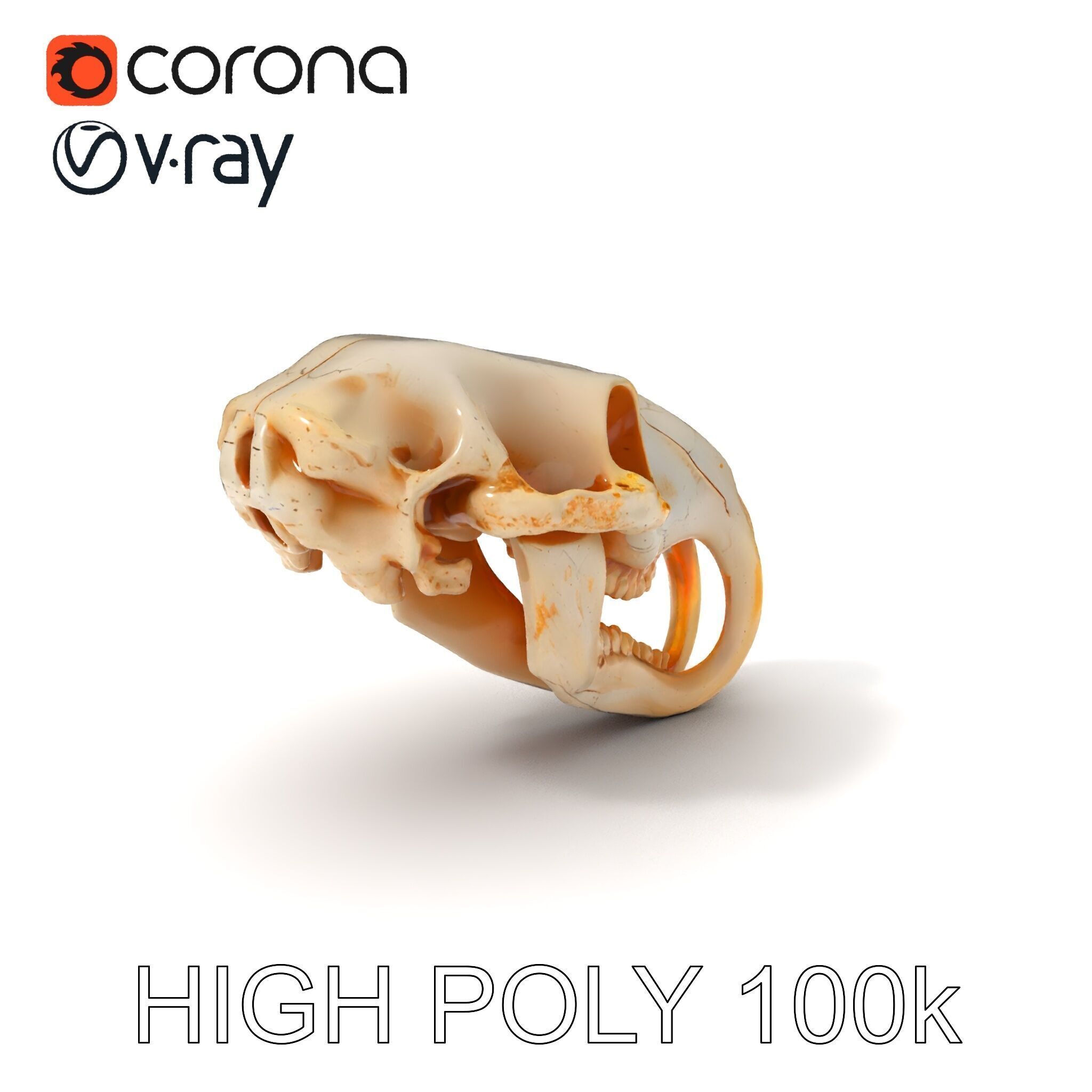 Rodent Skull Model Pack with Detailed Anatomy Low-poly 3D model_3