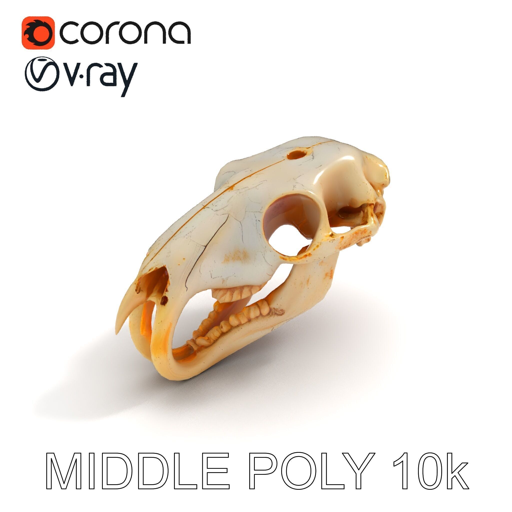 Rodent Skull Model Pack with Detailed Anatomy Low-poly 3D model_17