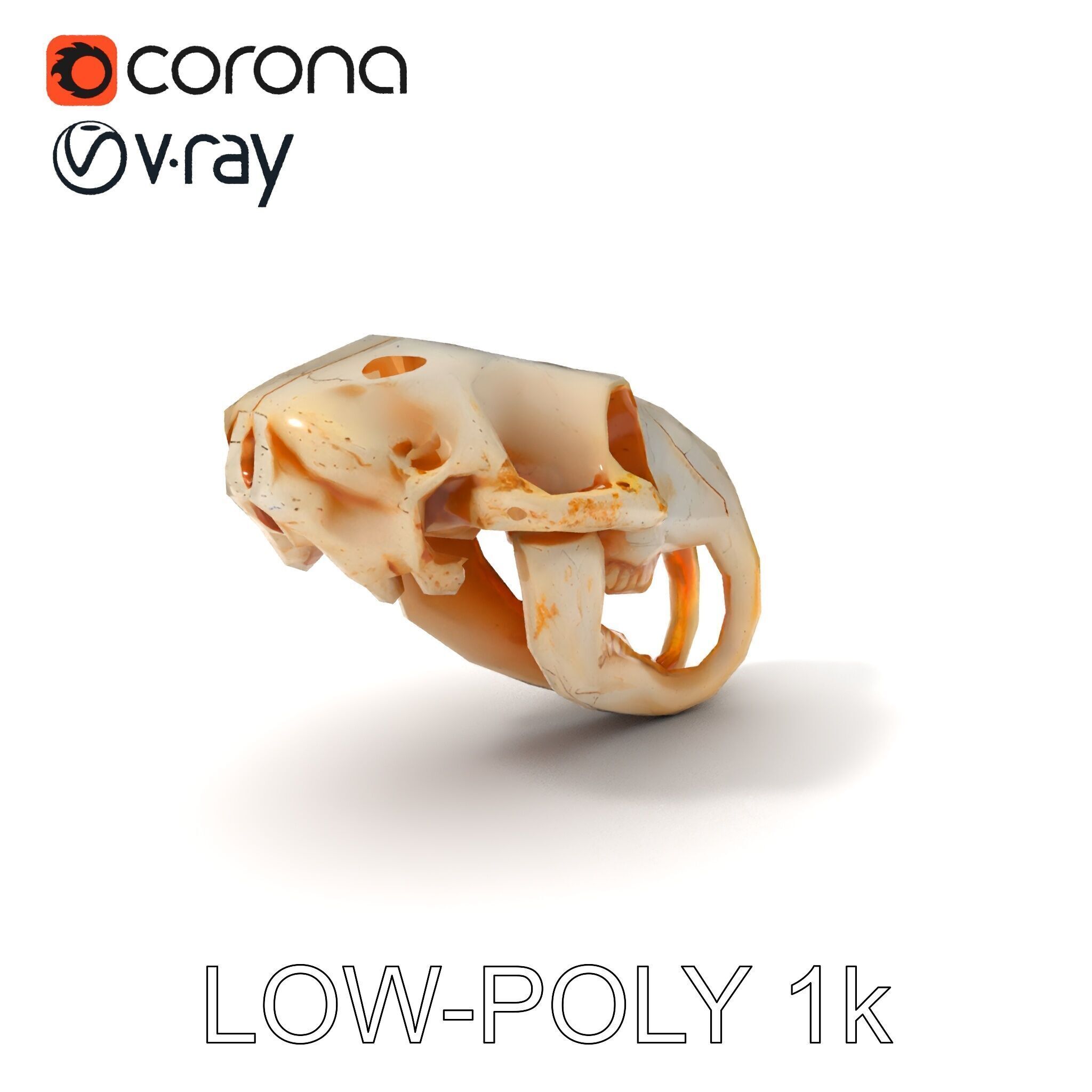 Rodent Skull Model Pack with Detailed Anatomy Low-poly 3D model_13