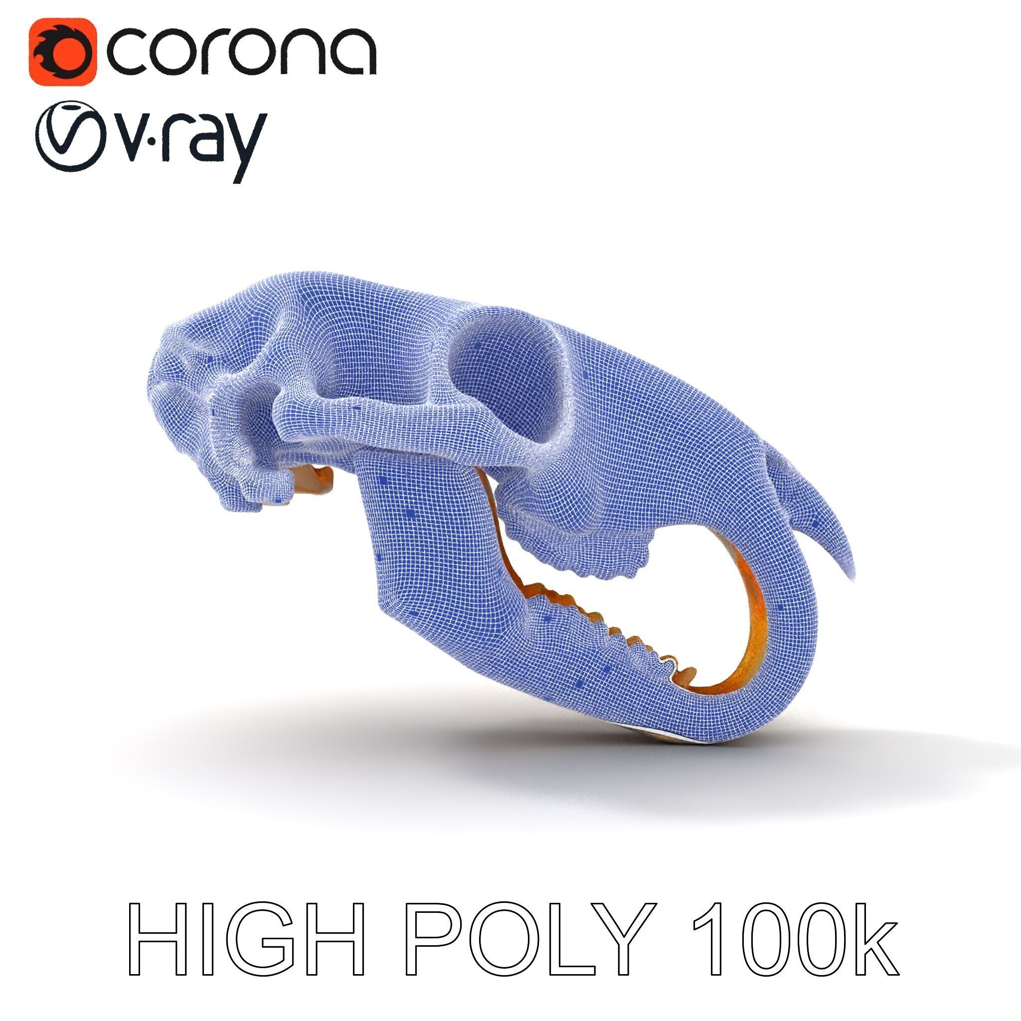 Rodent Skull Model Pack with Detailed Anatomy Low-poly 3D model_35