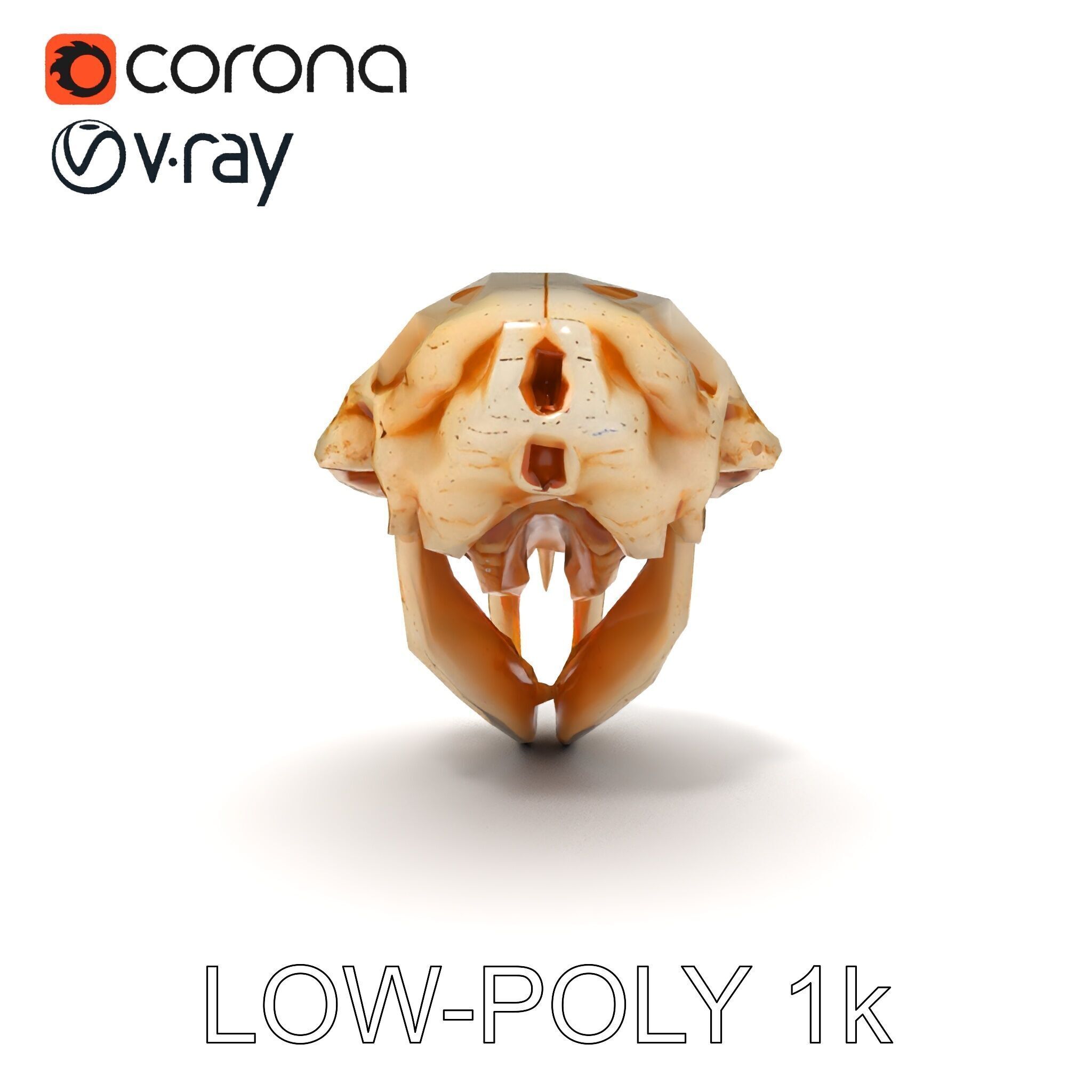 Rodent Skull Model Pack with Detailed Anatomy Low-poly 3D model_31