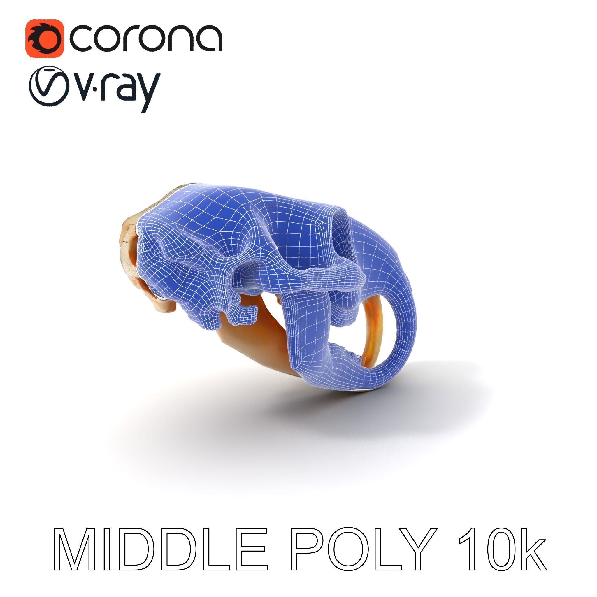 Rodent Skull Model Pack with Detailed Anatomy Low-poly 3D model_12