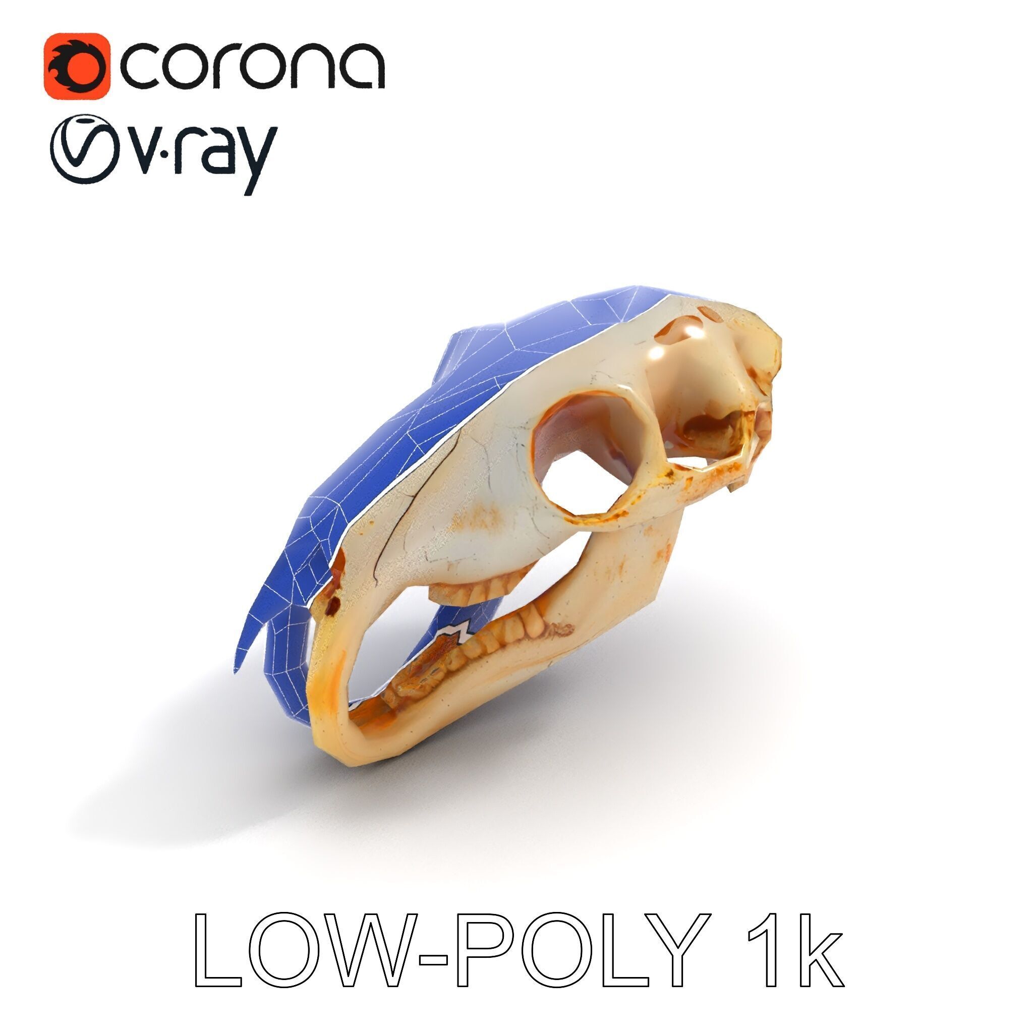 Rodent Skull Model Pack with Detailed Anatomy Low-poly 3D model_34